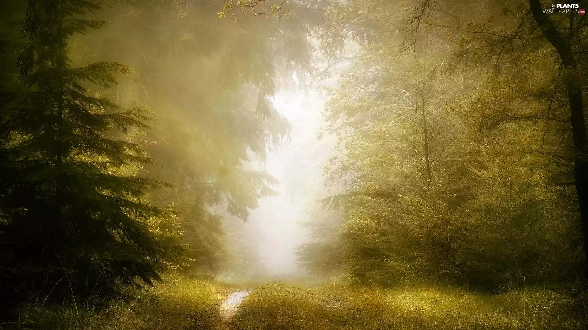trees, illuminated, Fog, Path, viewes, forest