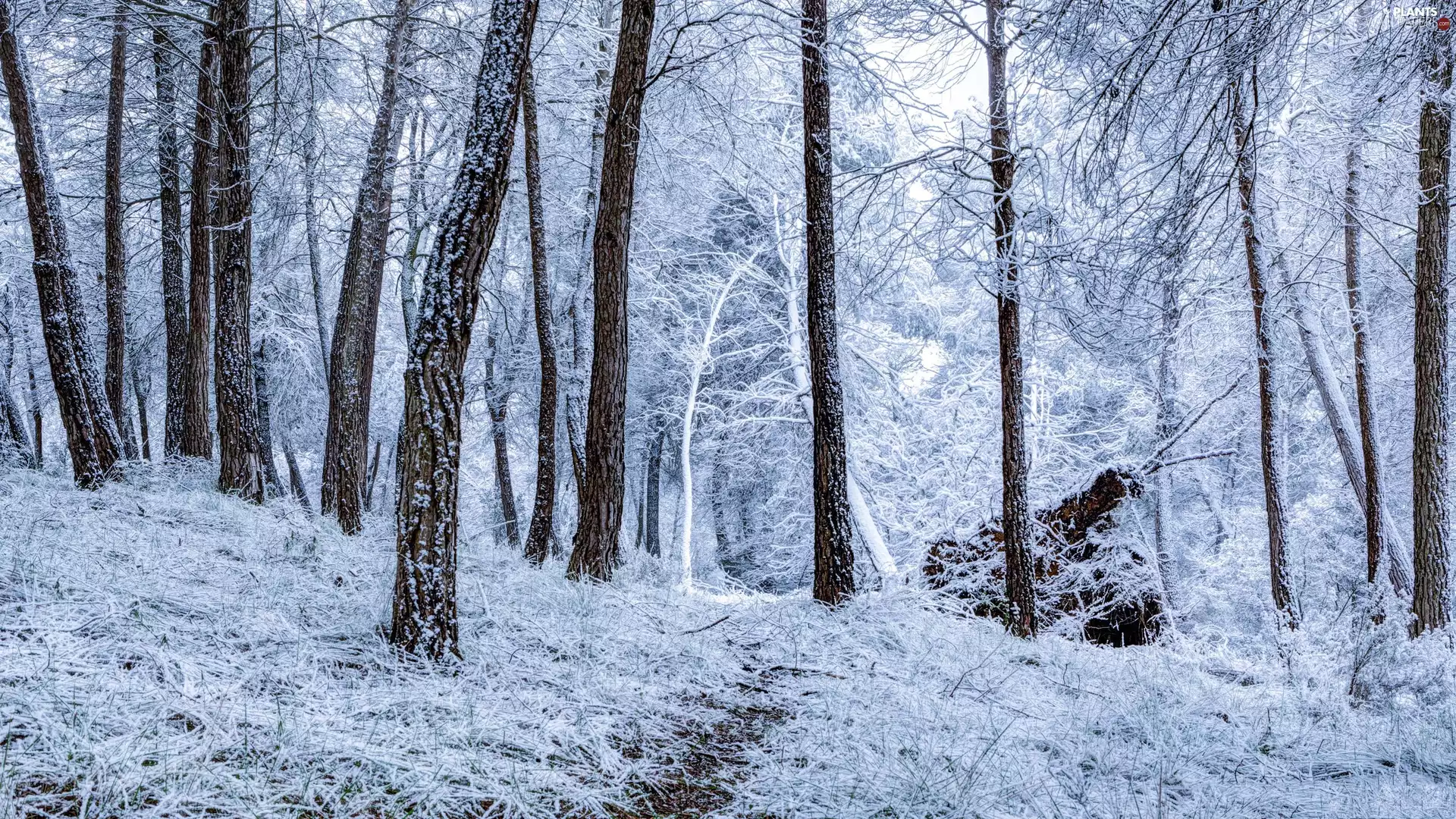White frost, forest, viewes, snow, winter, trees, Path