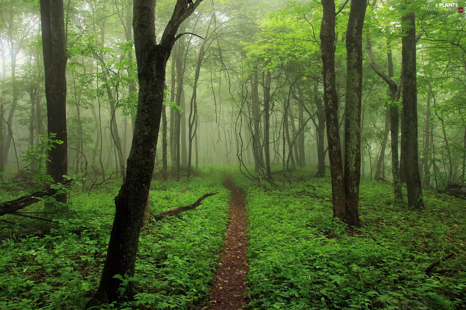 viewes, Path, forest, trees, Green