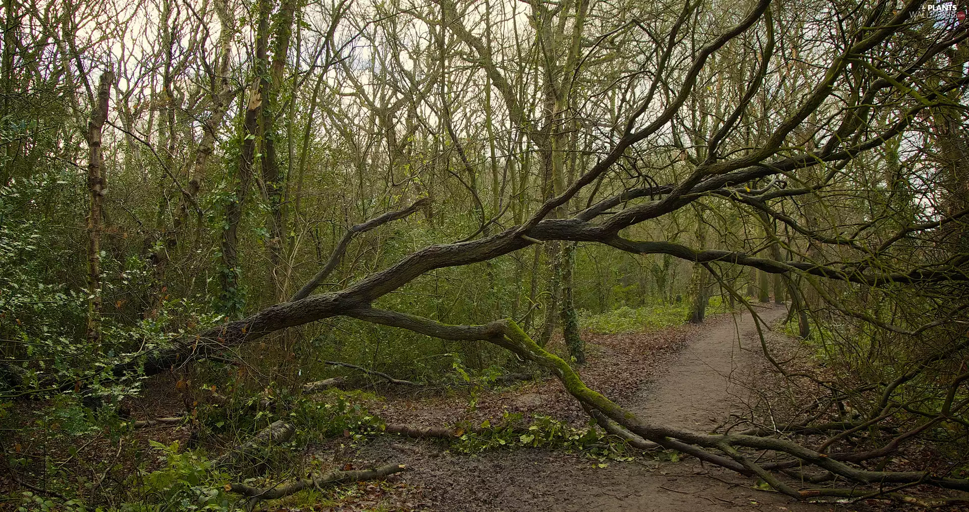 forest, fallen, trees, Path