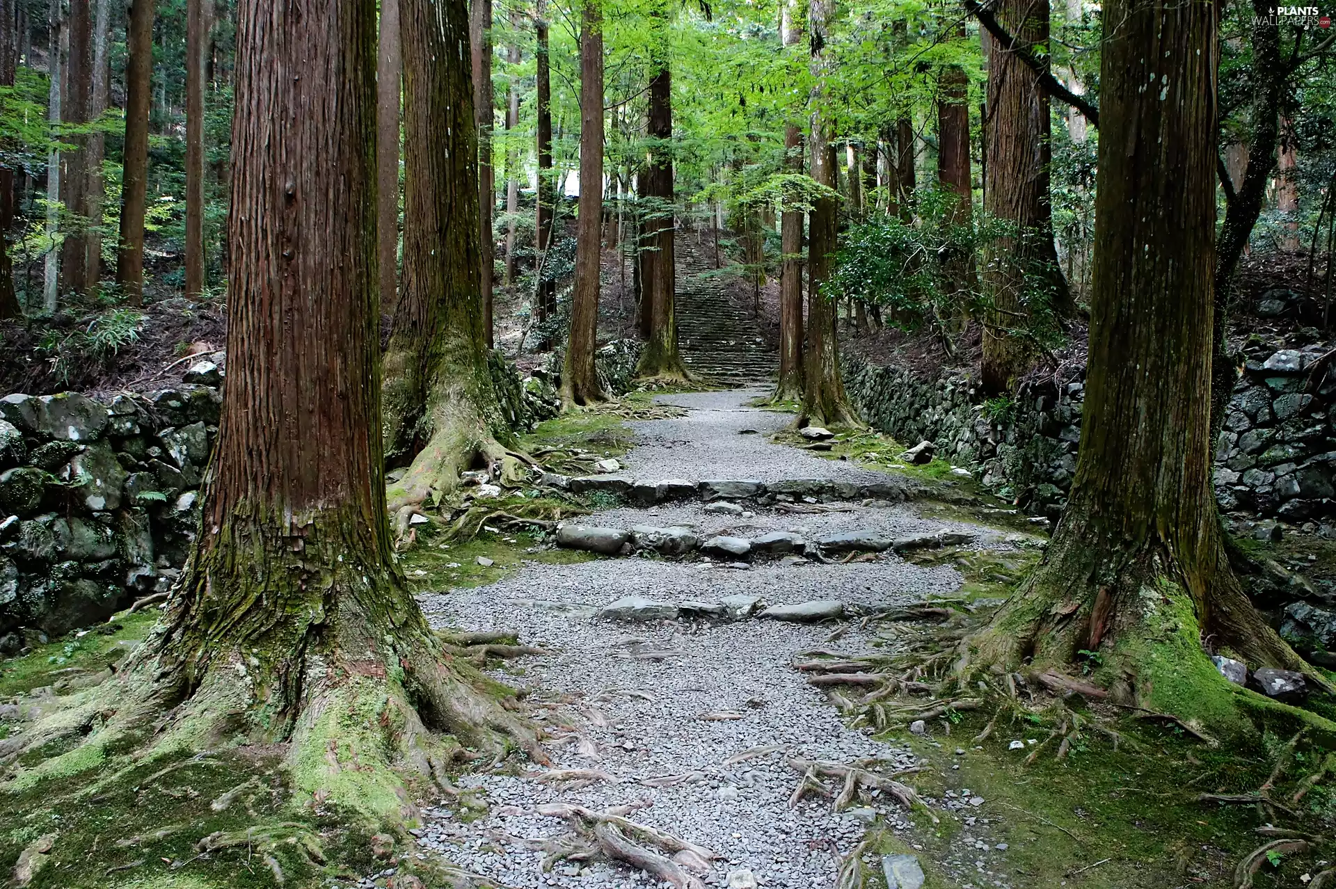 forest, Stems, trees, Path
