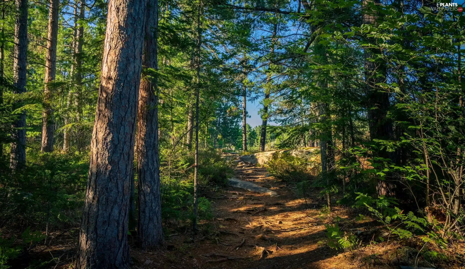 forest, trees, viewes, Path