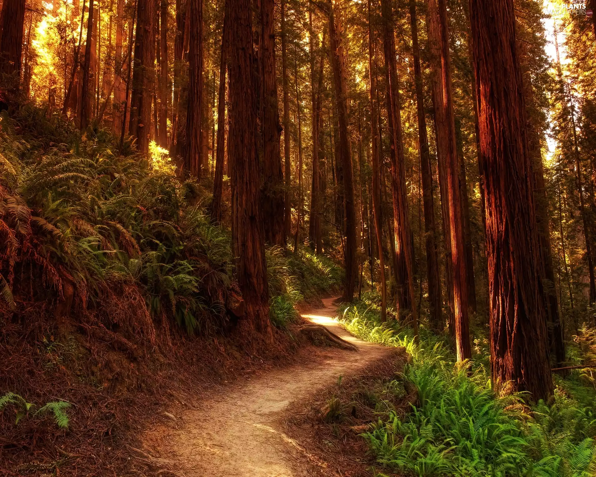 forest, trees, viewes, Path