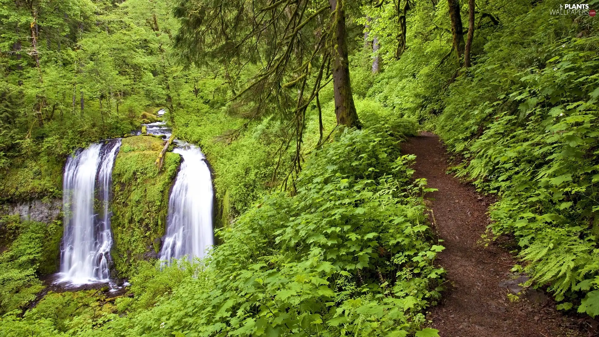 forest, waterfall, Path, River