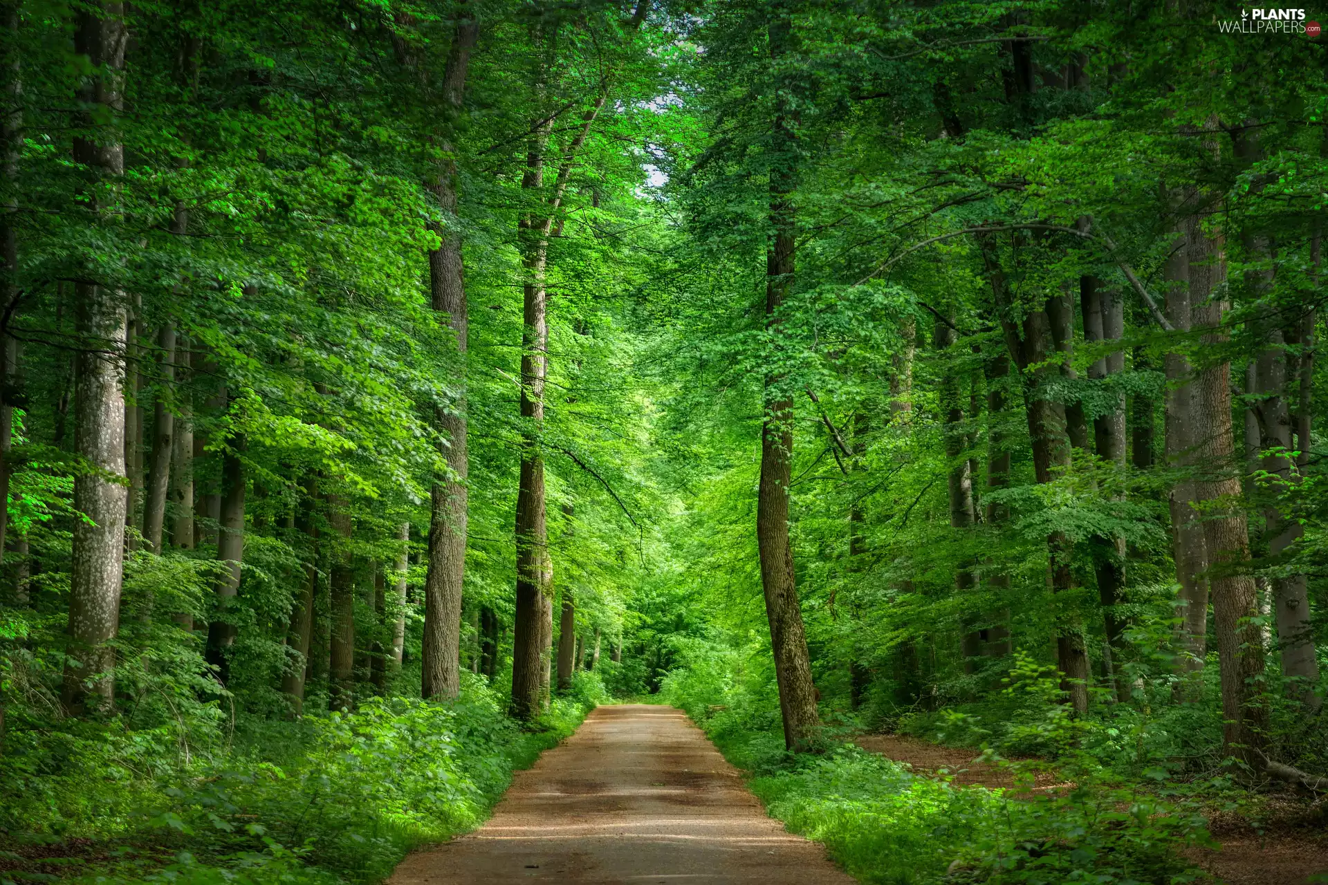 trees, Green, Way, Path, viewes, forest