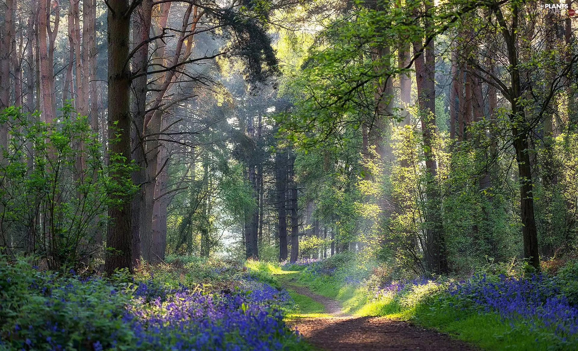 trees, Way, forester, Path, forest, viewes, Flowers