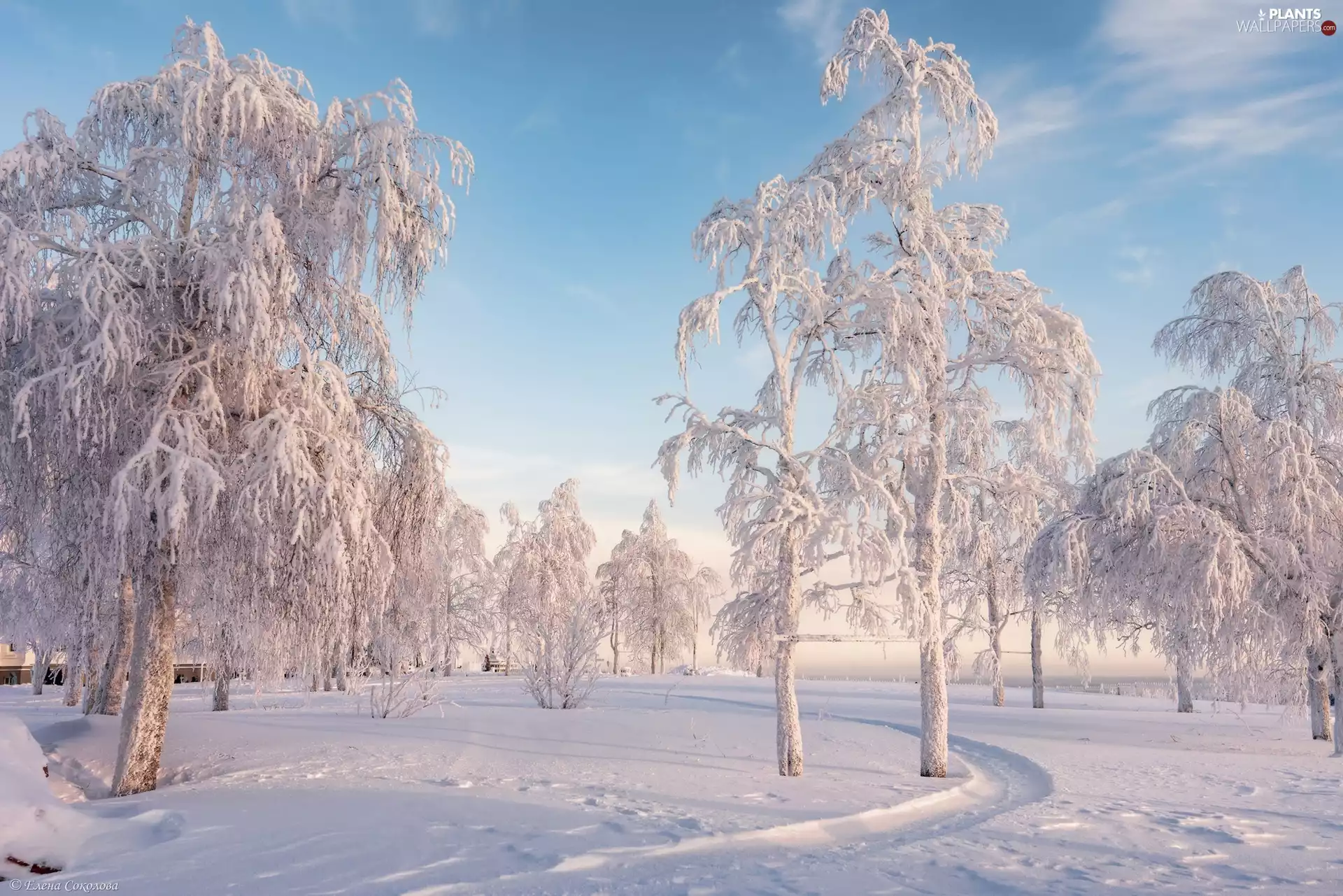 viewes, Path, frosty, trees, winter