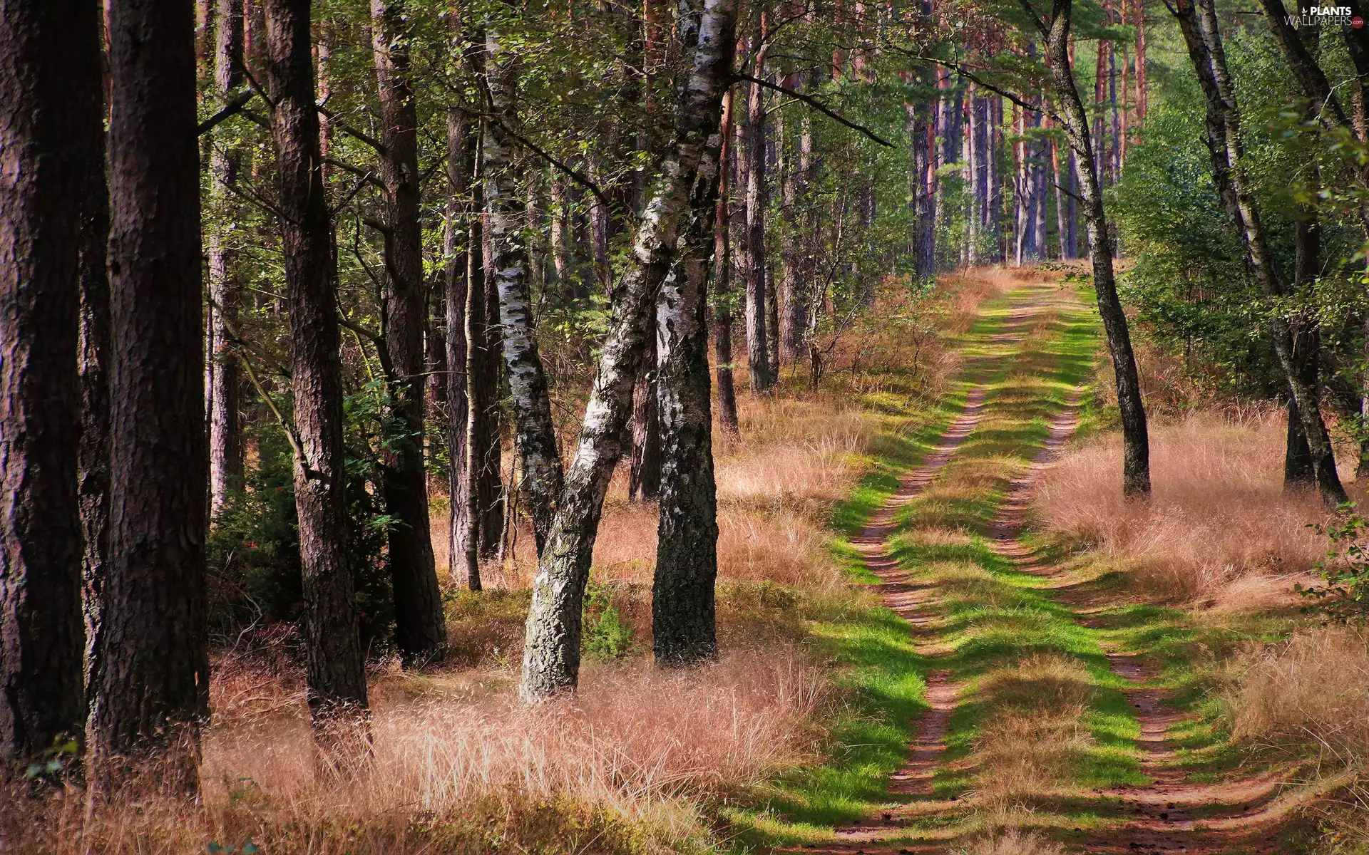 viewes, Path, grass, trees, forest