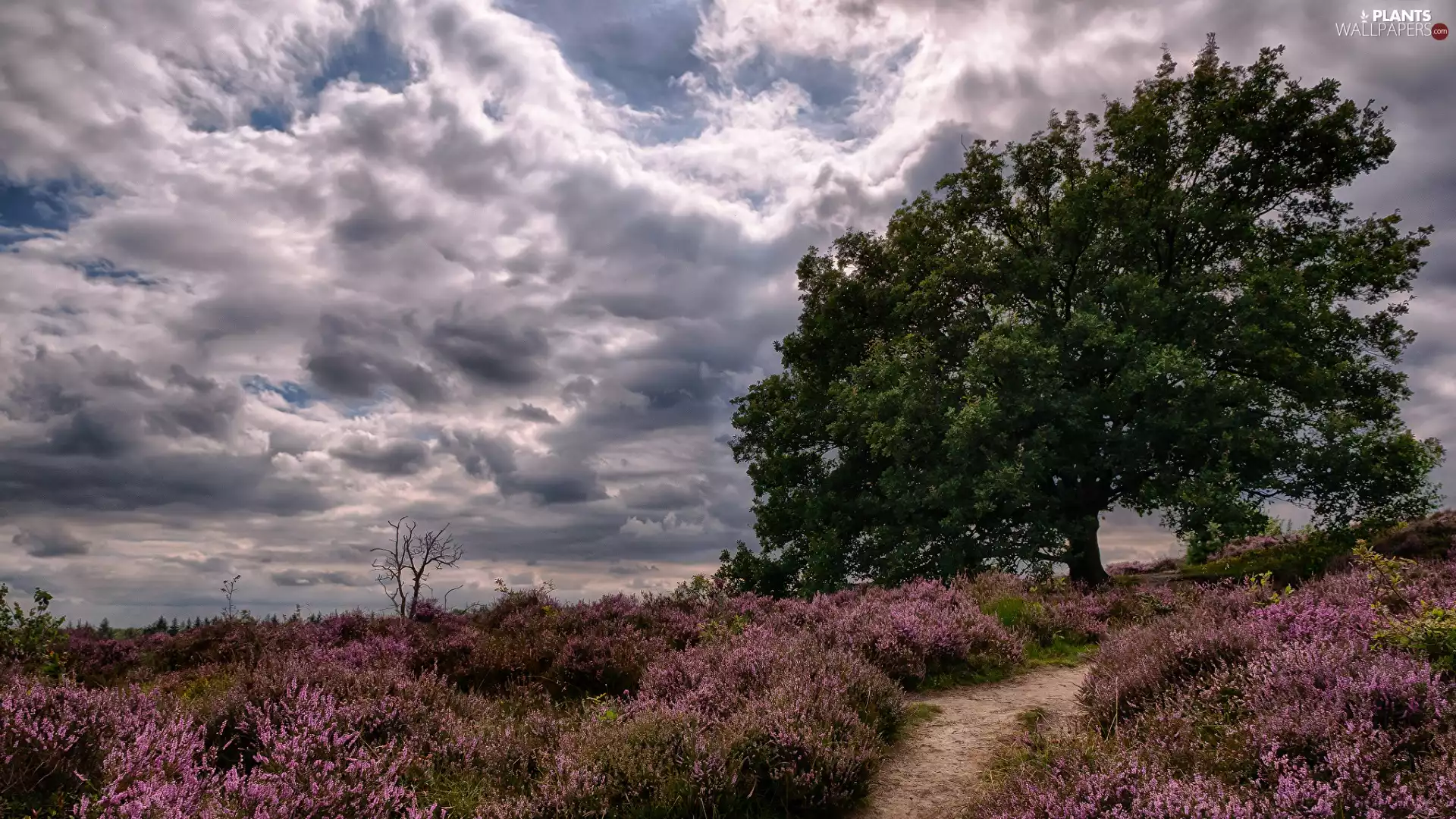 clouds, Path, heather, trees, heath