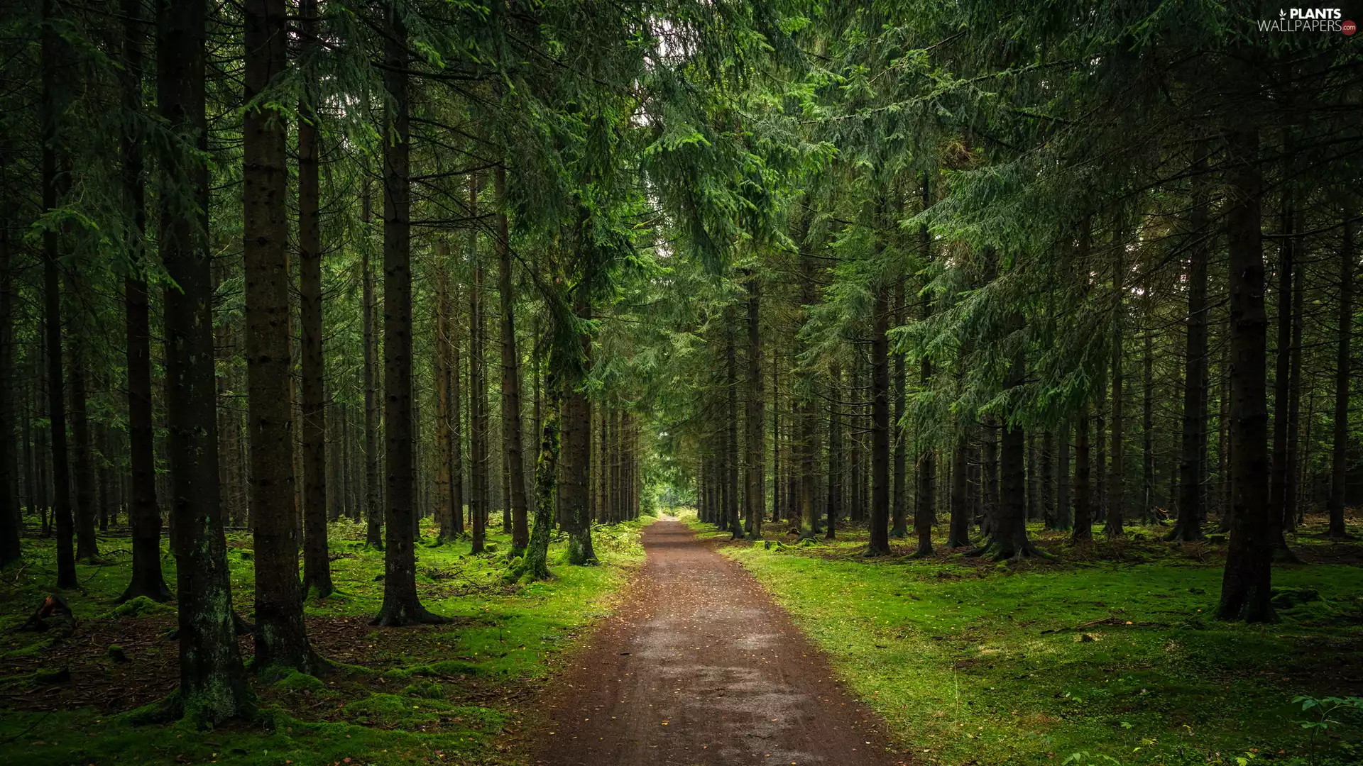 viewes, Path, high, trees, forest