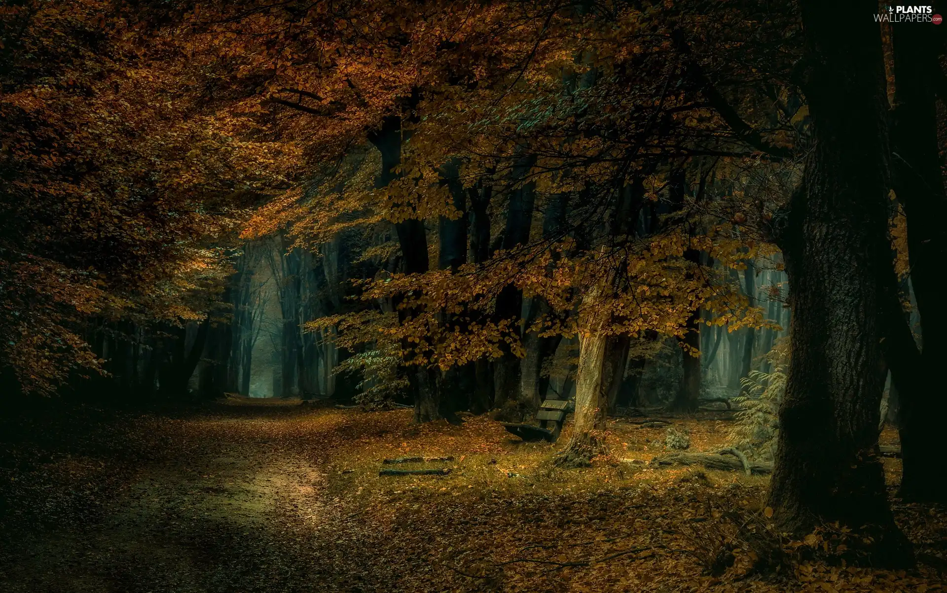 viewes, Park, Bench, trees, autumn, Path, Leaf