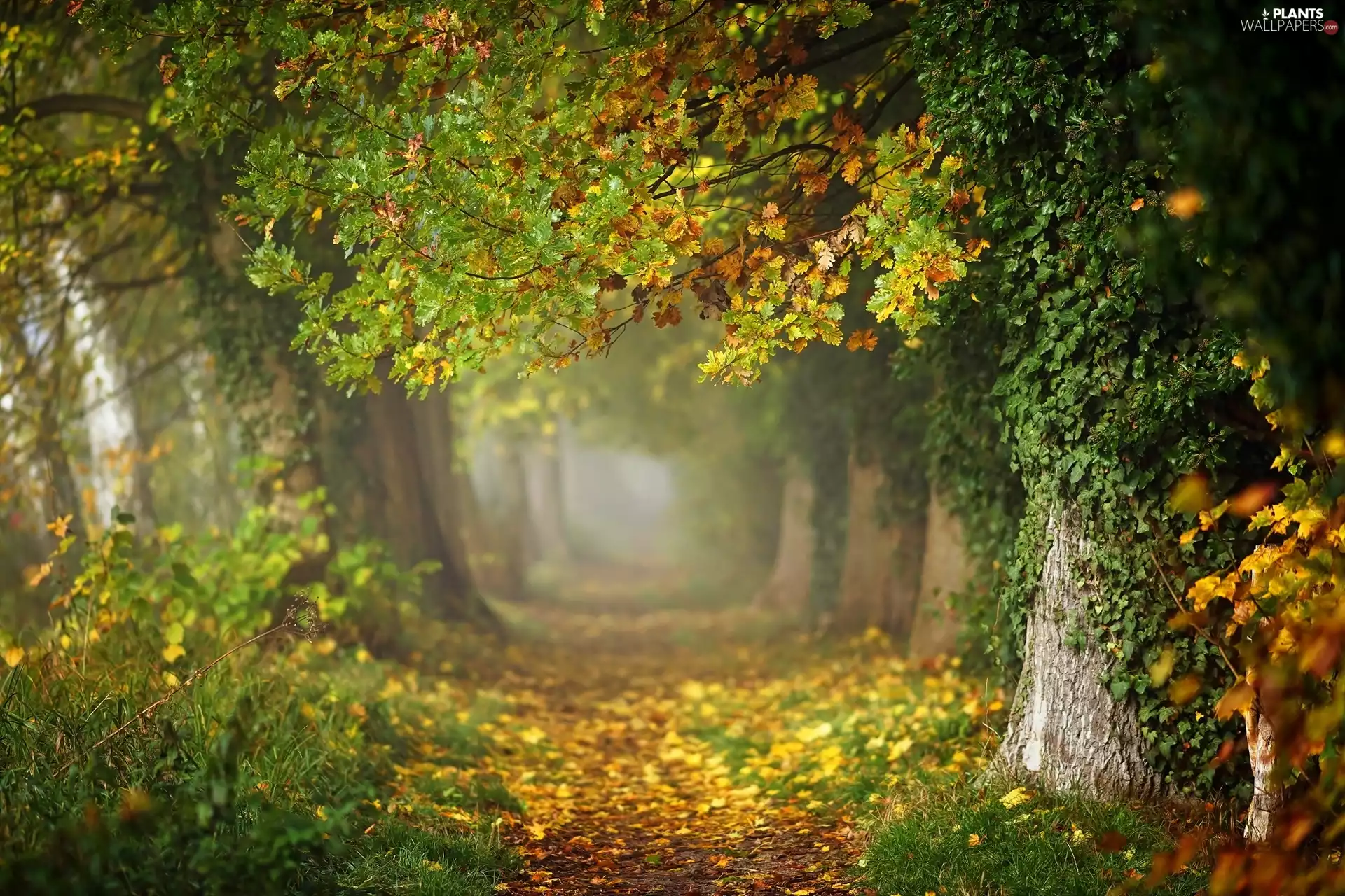 trees, viewes, Leaf, oak, Fog, forest, oak, Path