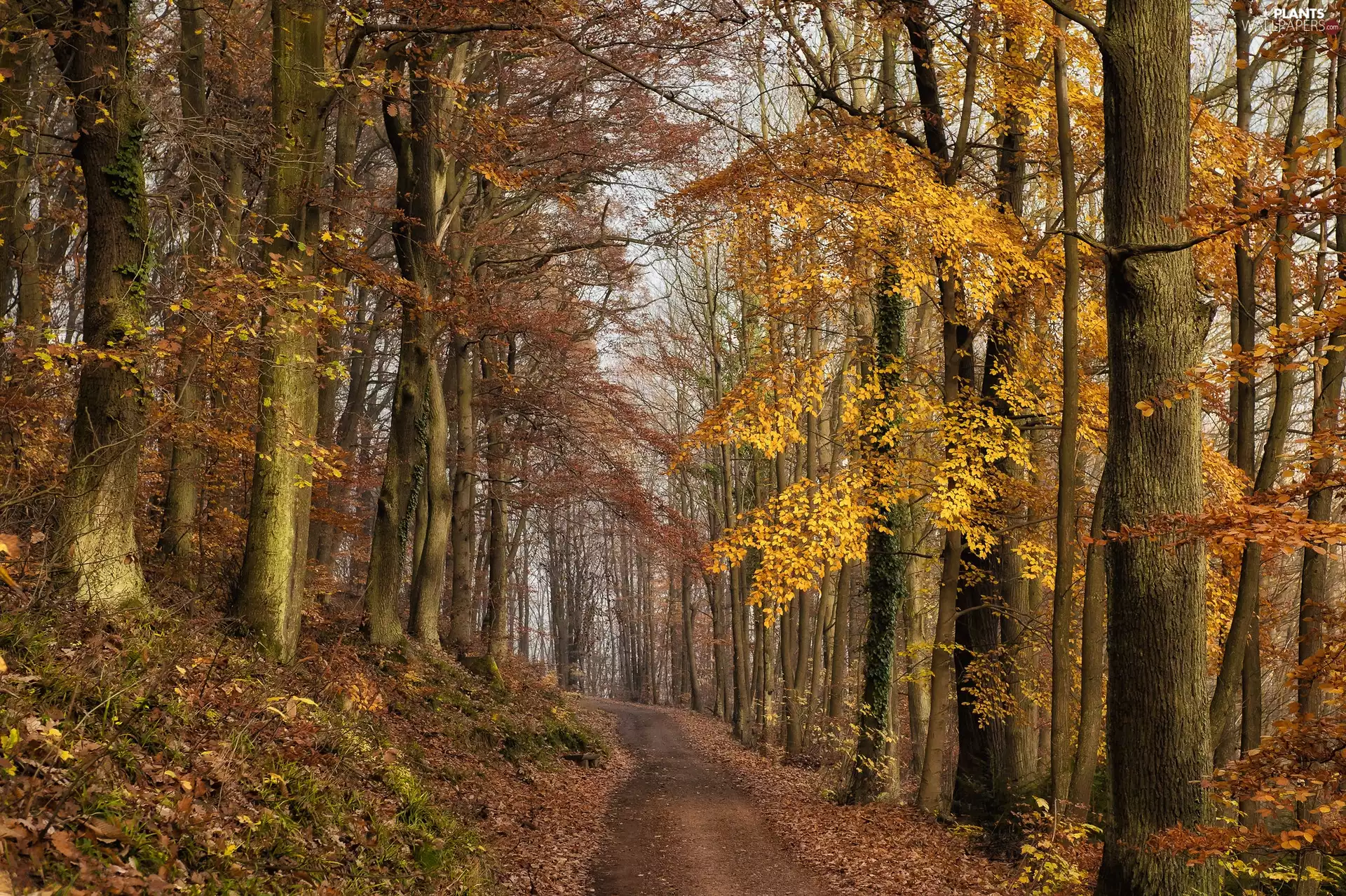 trees, Way, Leaf, Path, forest, viewes, autumn