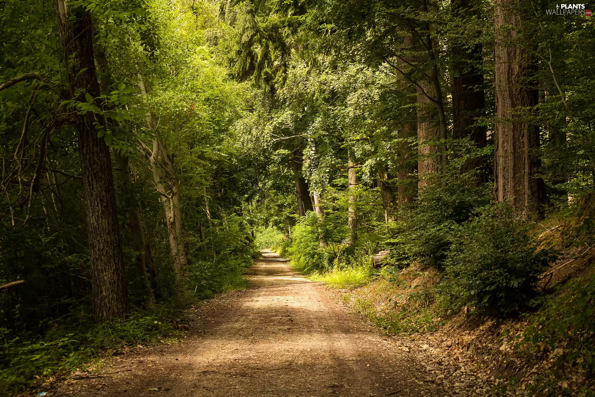 trees, forest, Way, Path, viewes, leaved