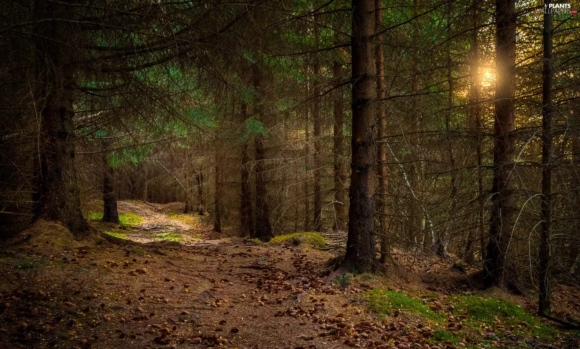 Municipality of Sandnes, forest, light breaking through sky, Path, viewes, Rogaland Region, Norway, trees