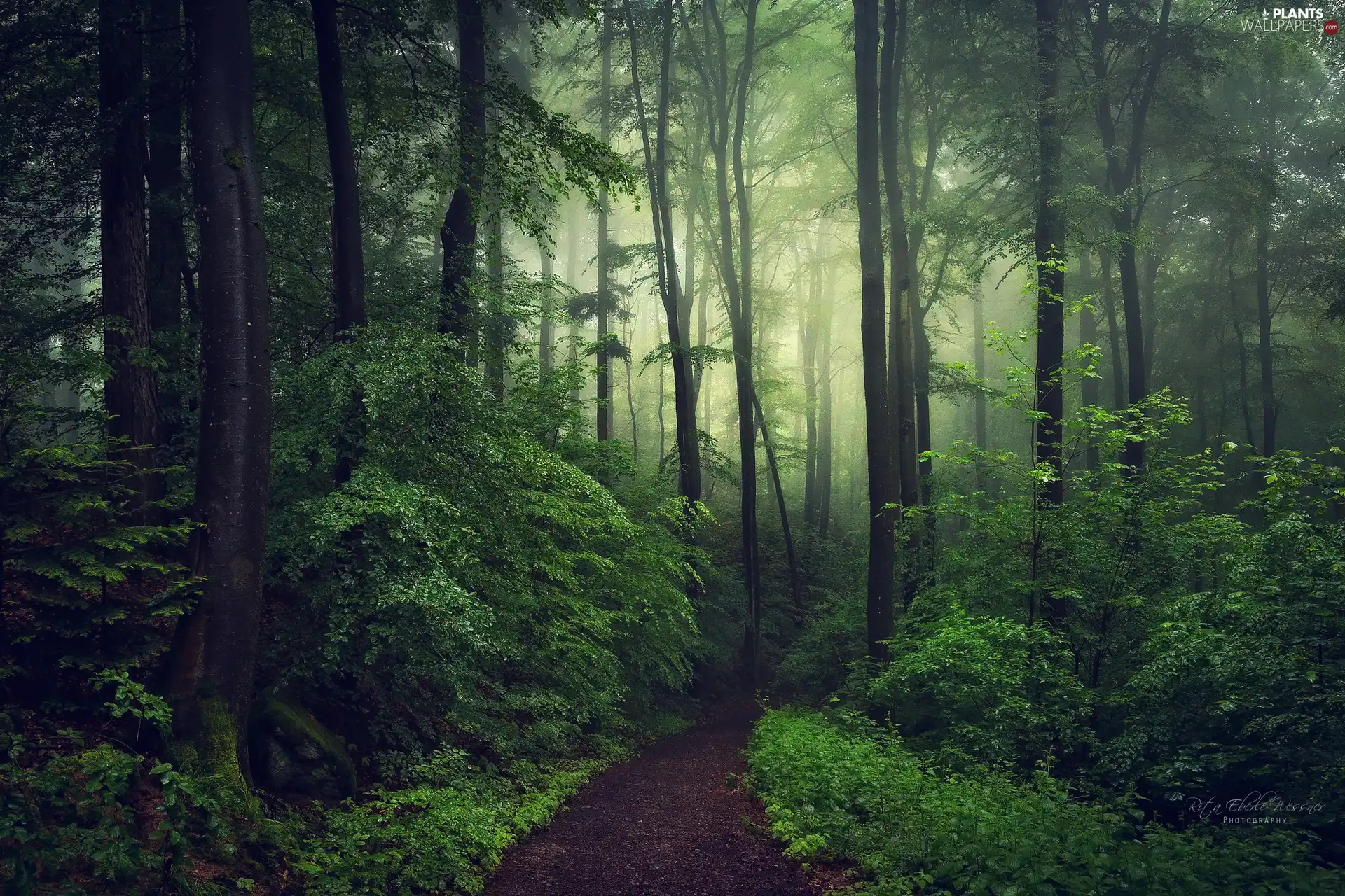 viewes, green ones, Fog, trees, forest, Bush, Path