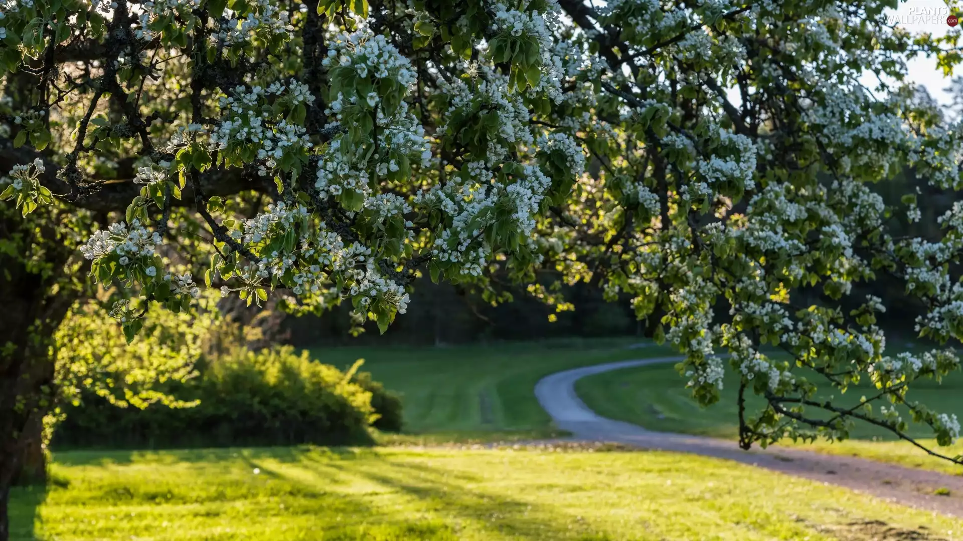 trees, Path, Park, flourishing, Spring