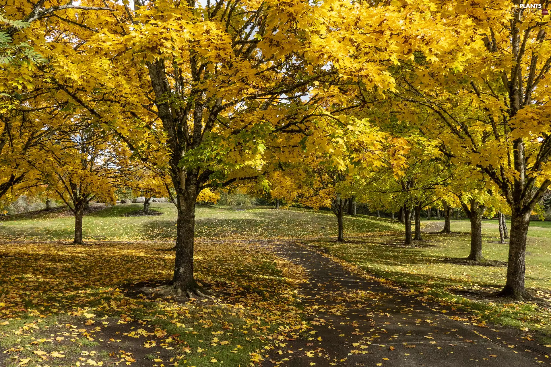 Yellowed, autumn, viewes, Path, trees, Park