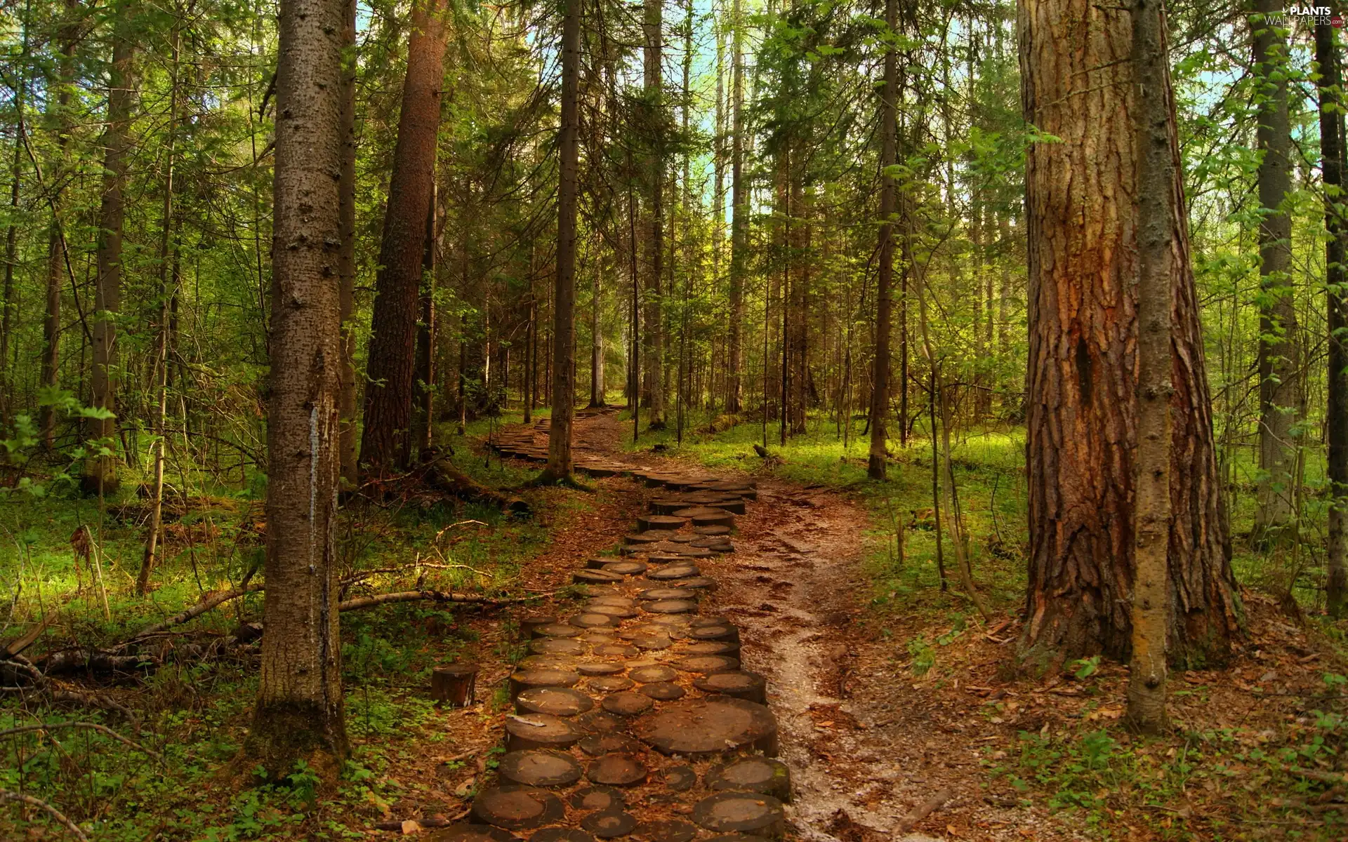 Path, forest, pine