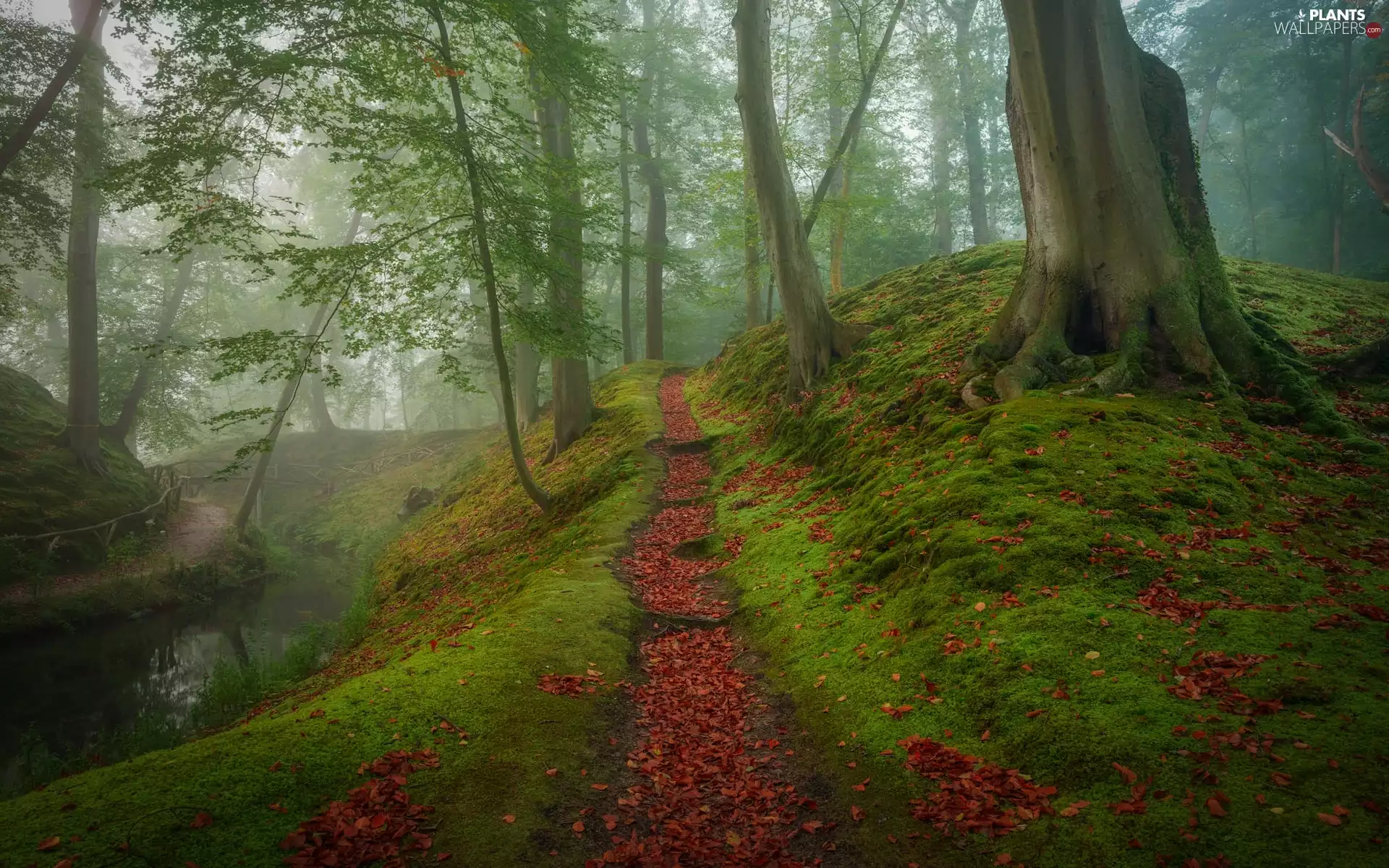 trees, forest, Fog, Path, viewes, River