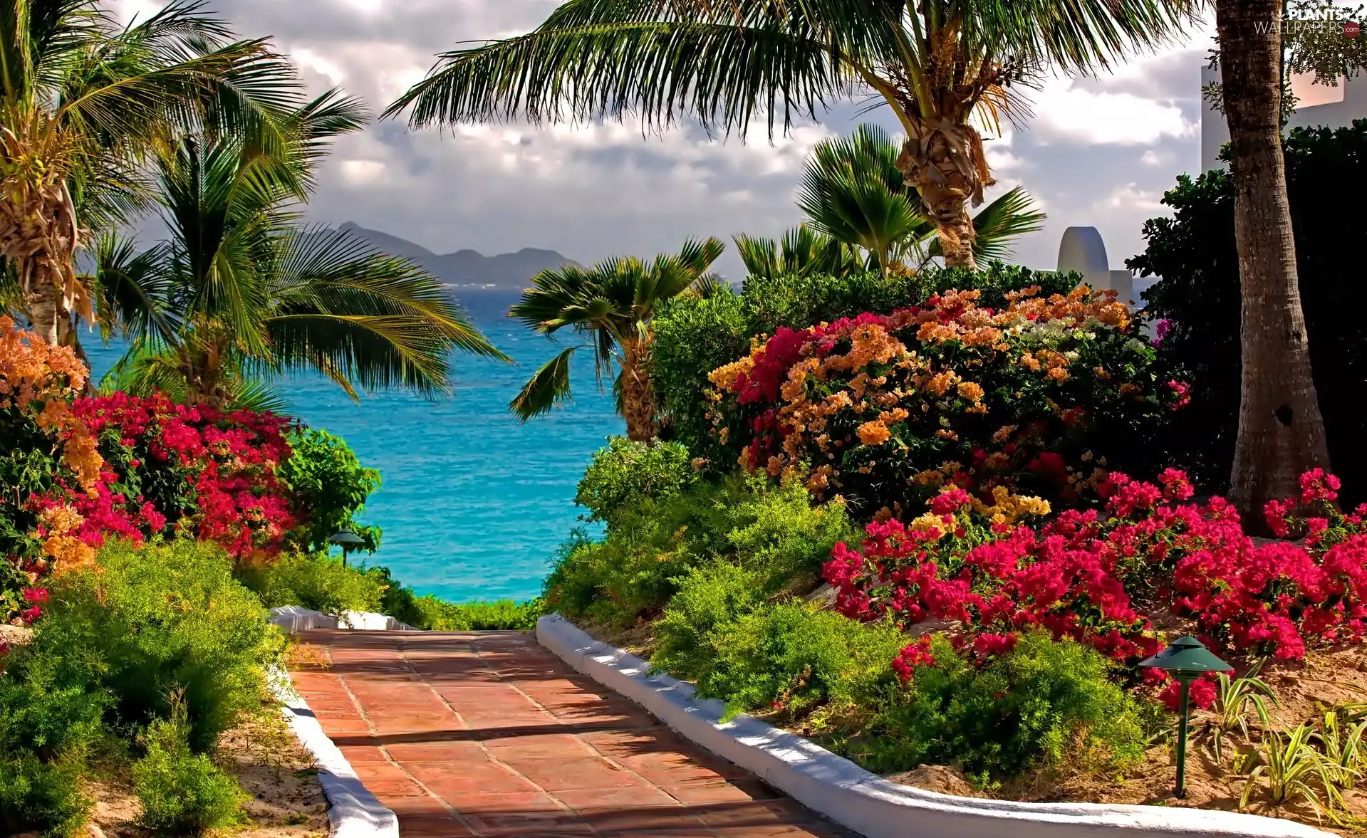 sea, Palms, Flowers, Path