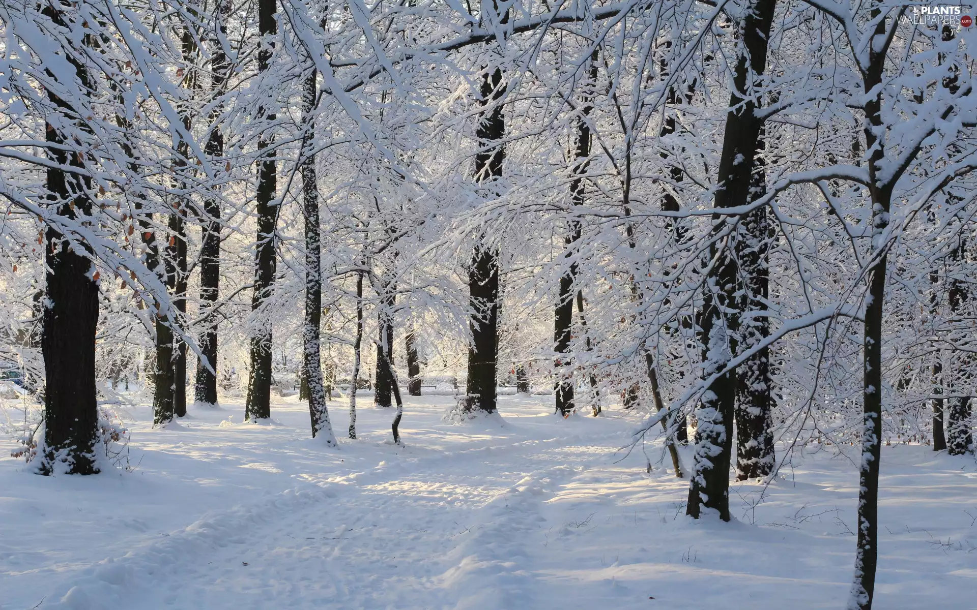 Park, winter, viewes, Path, trees, snow