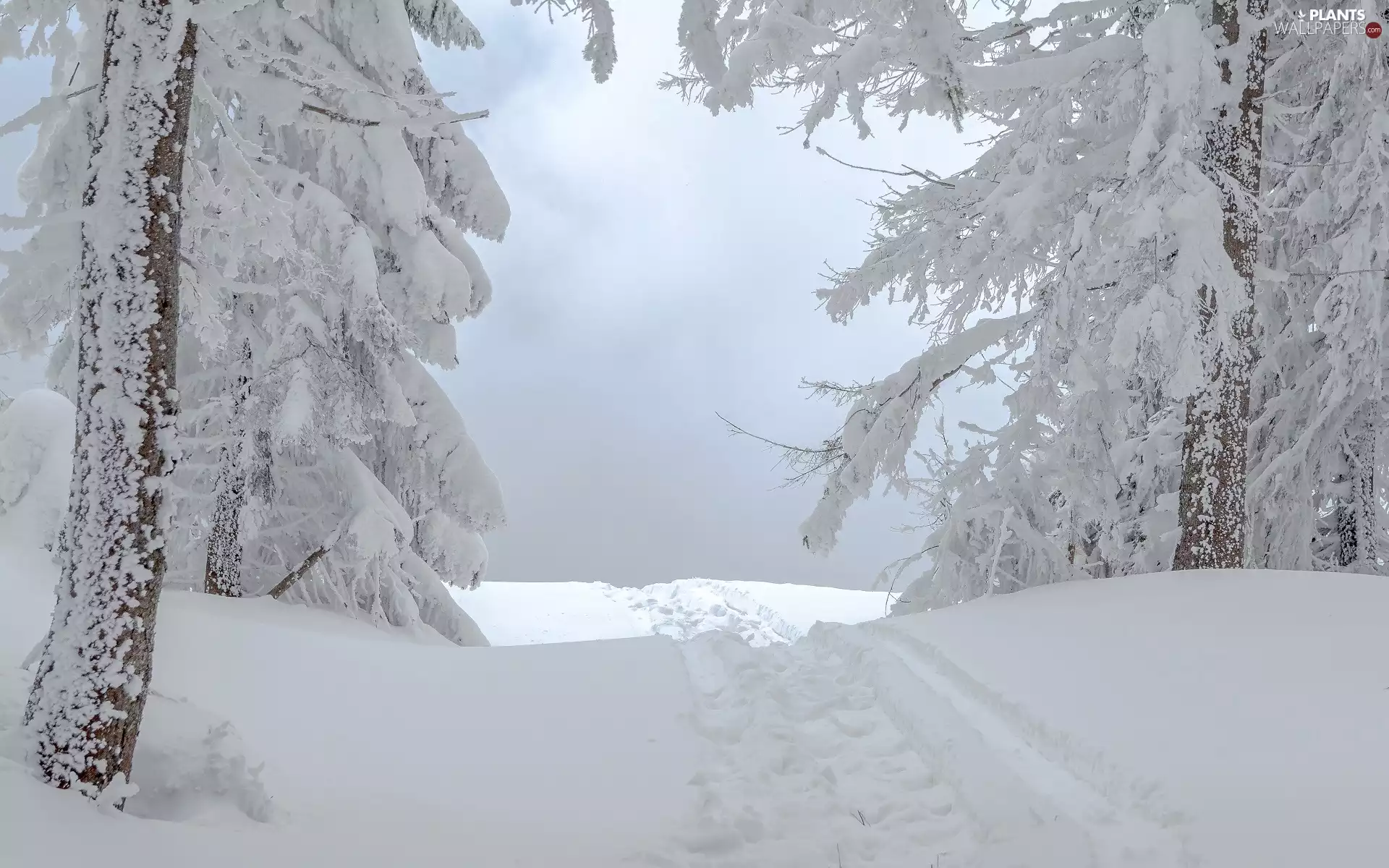 trees, winter, ruts, Path, viewes, Snowy