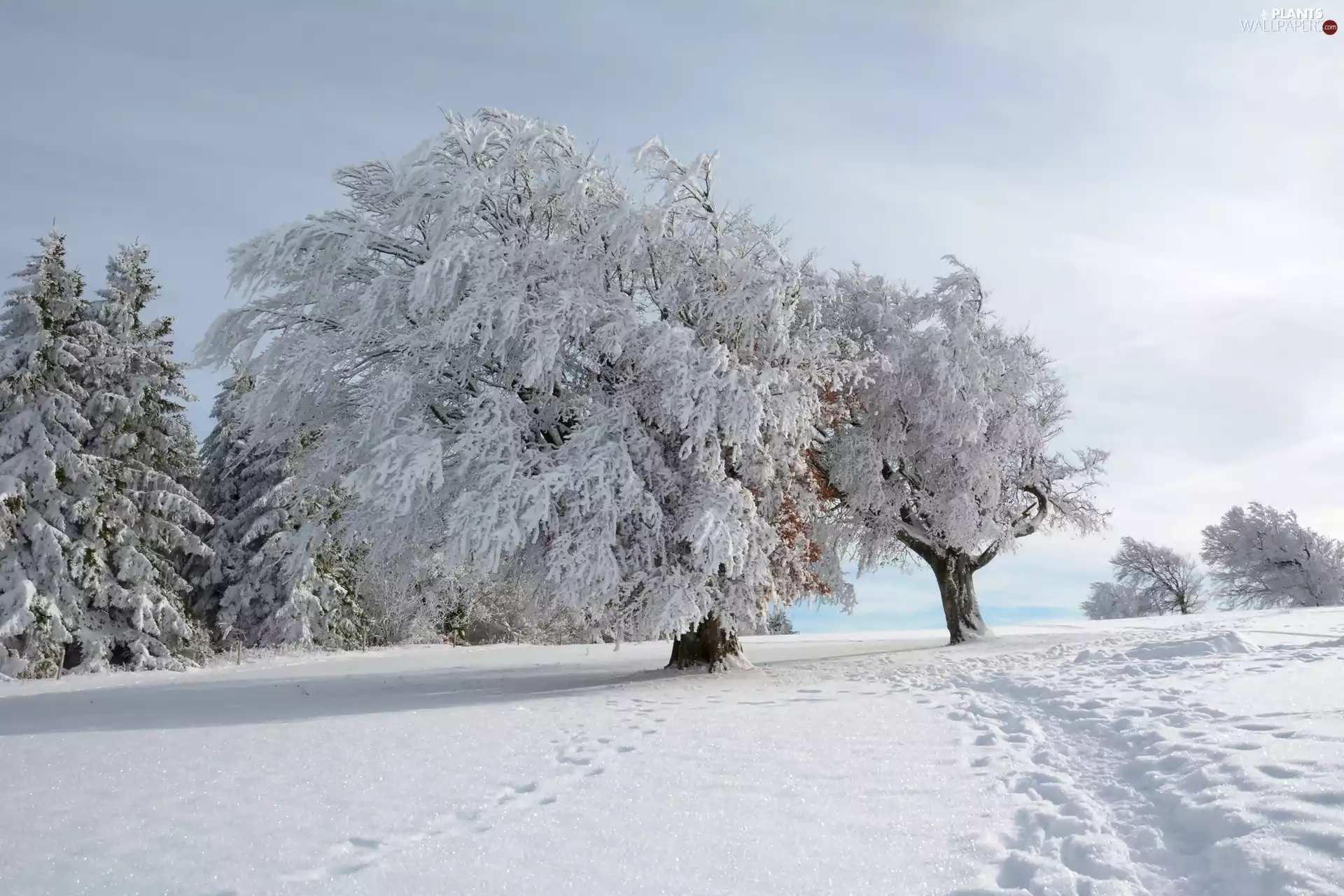 trees, winter, snow, Path, viewes, Snowy