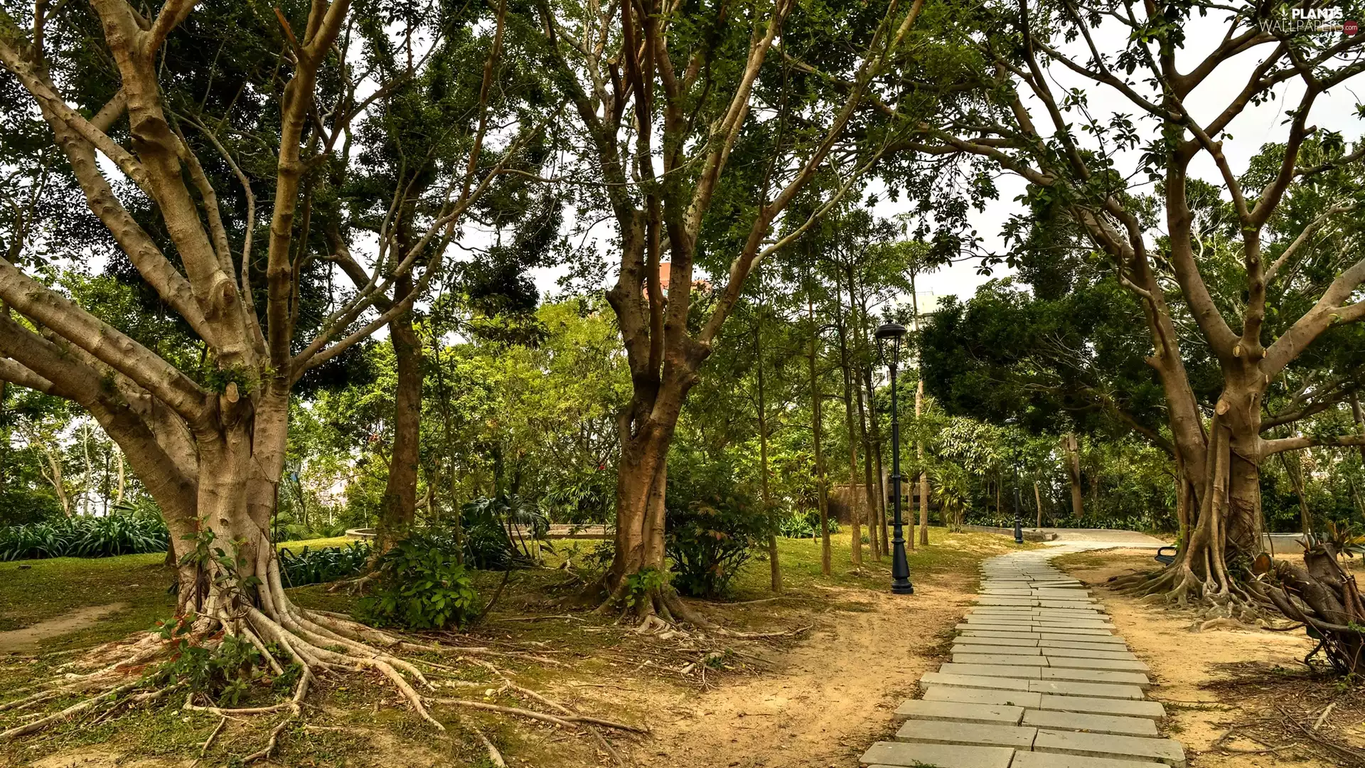 viewes, Path, spreading, trees, Park