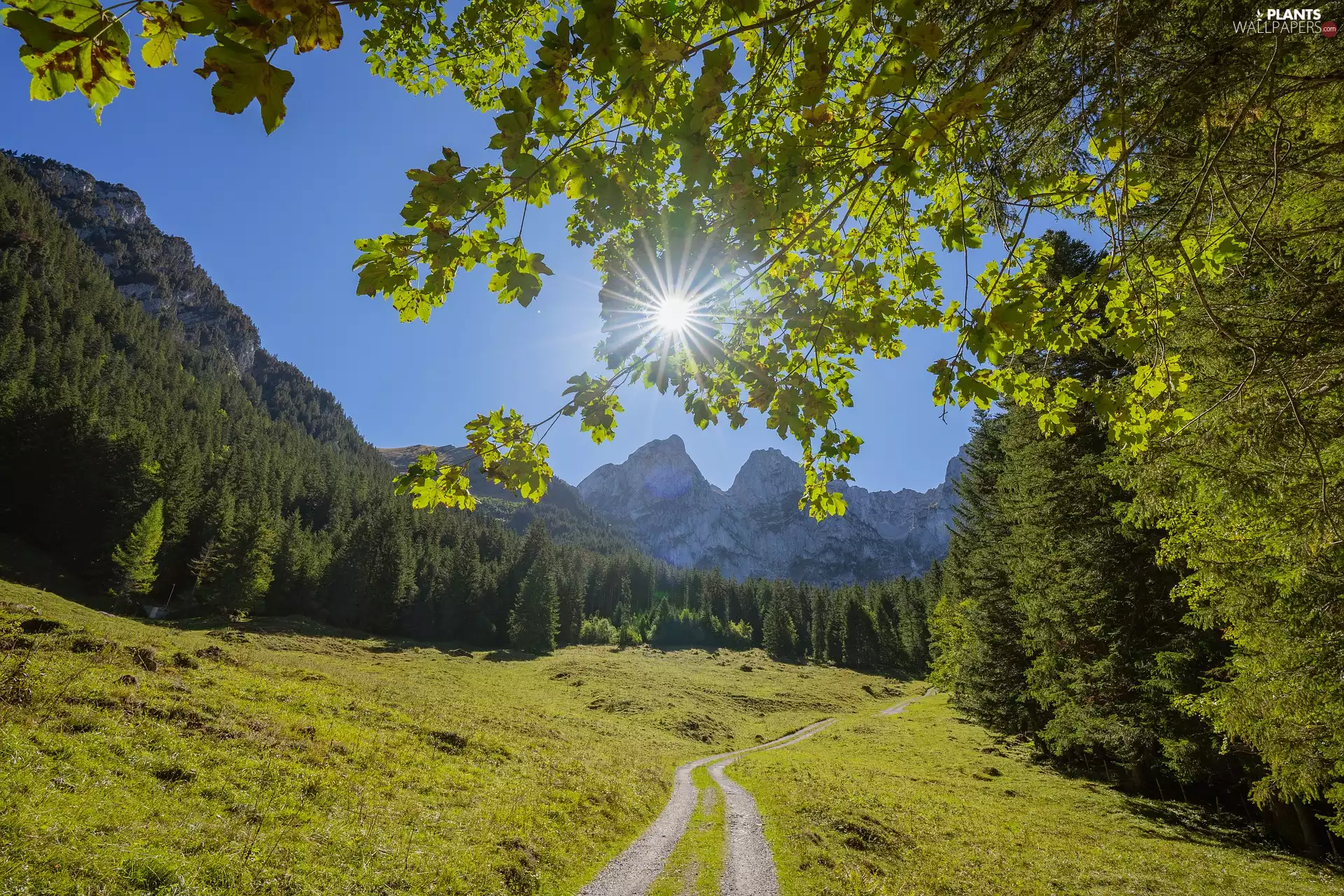 Path, Mountains, viewes, rays of the Sun, trees, Valley