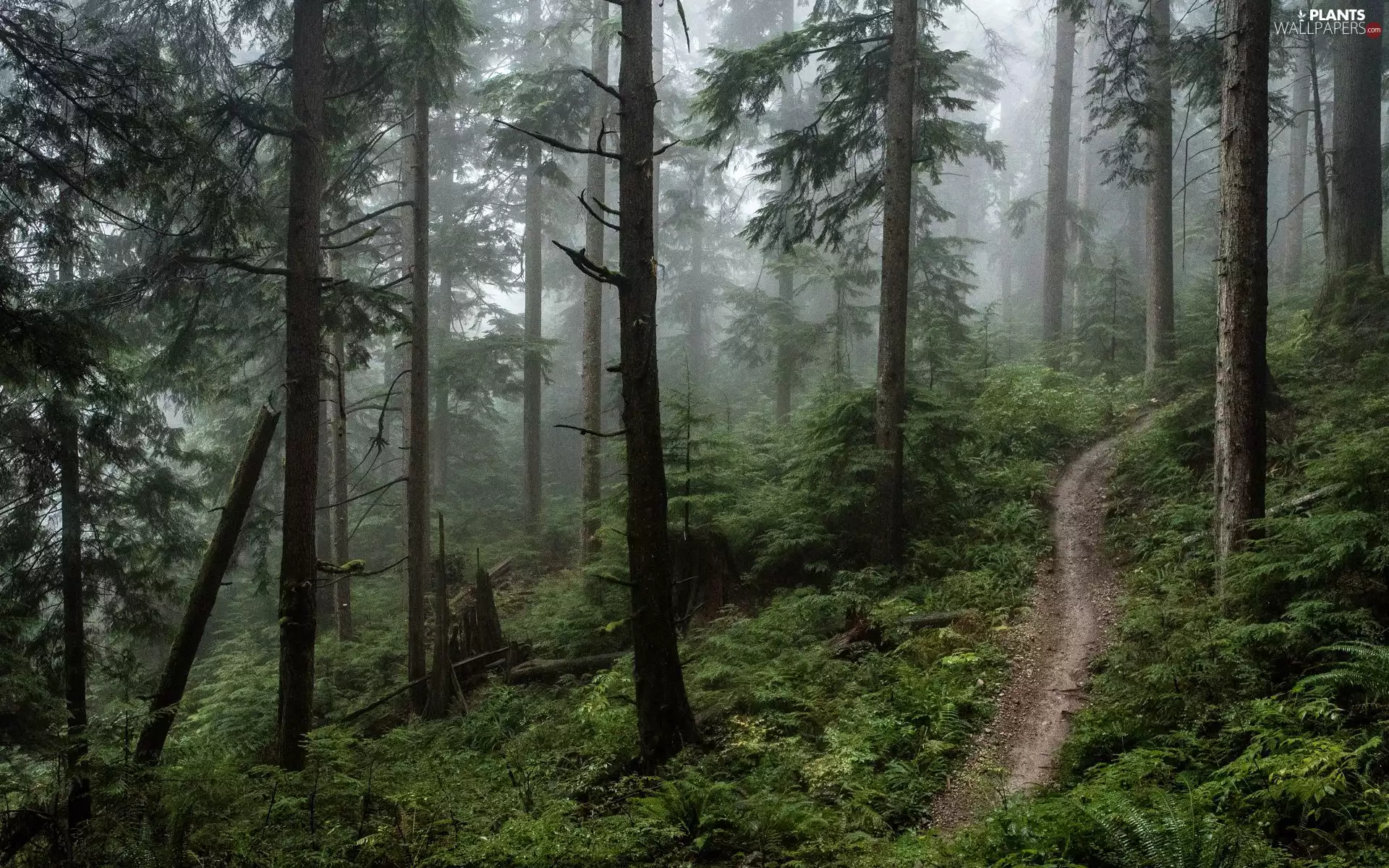 viewes, forest, Fog, Path, Bush, trees