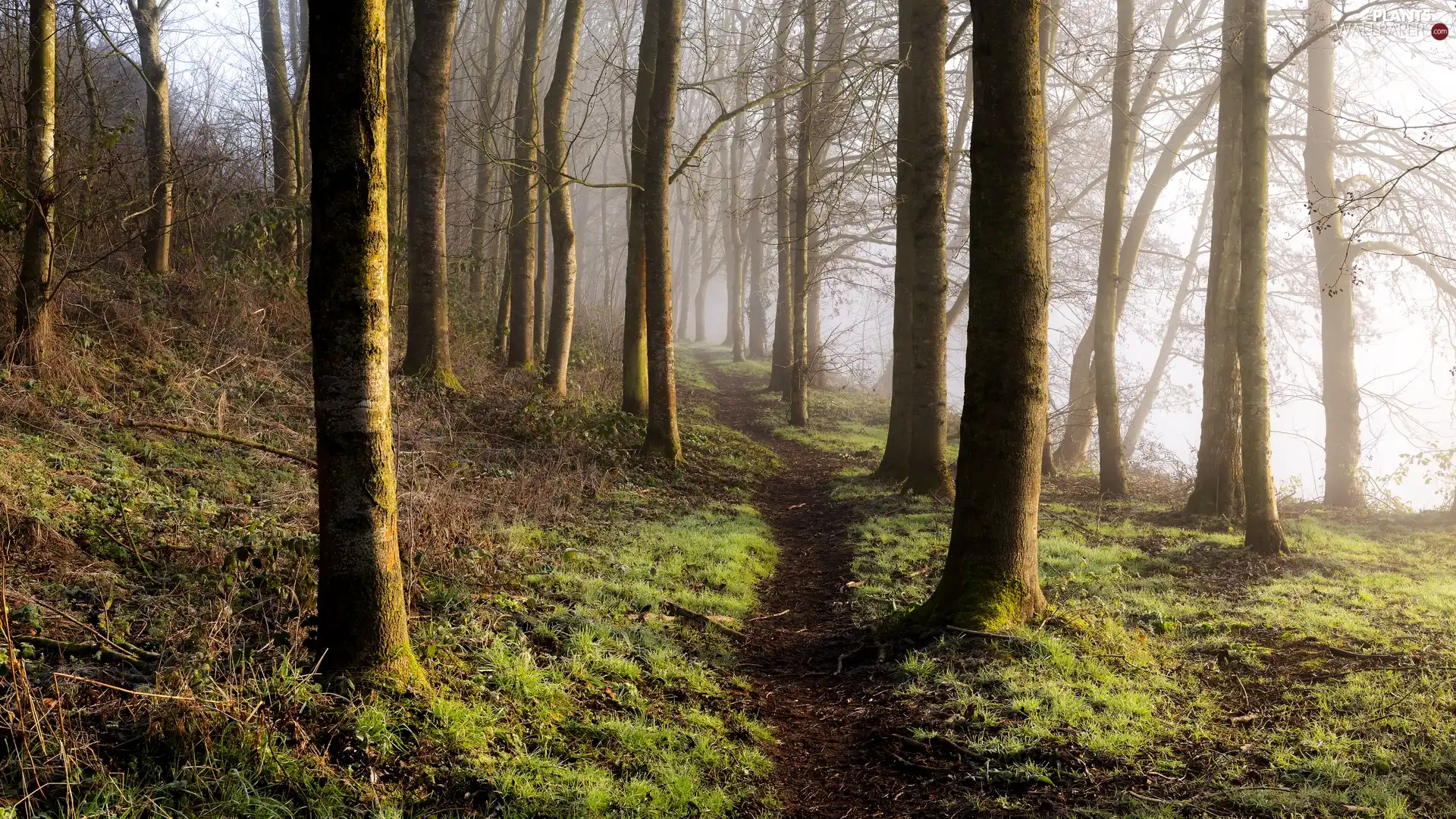 viewes, forest, Fog, Path, grass, trees