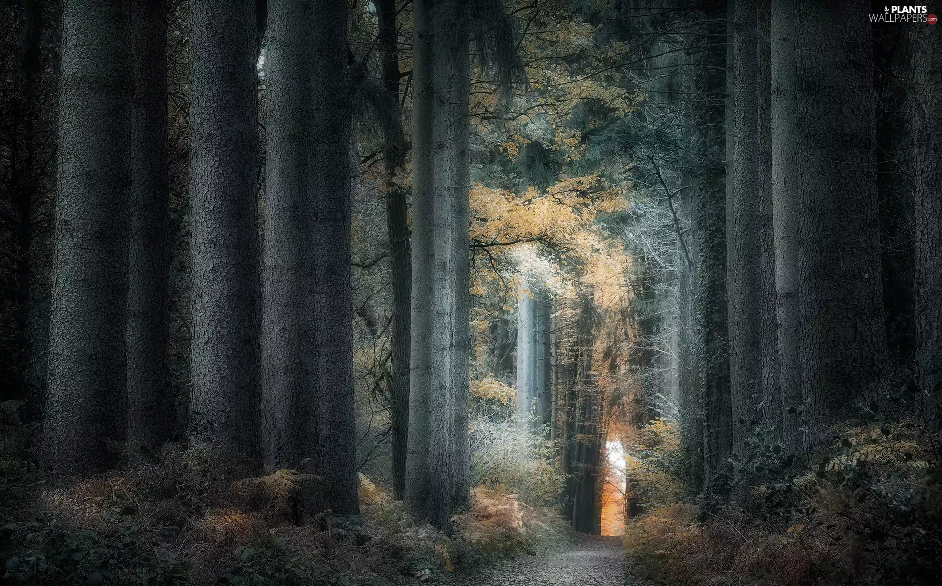 autumn, Path, trees, viewes, forest