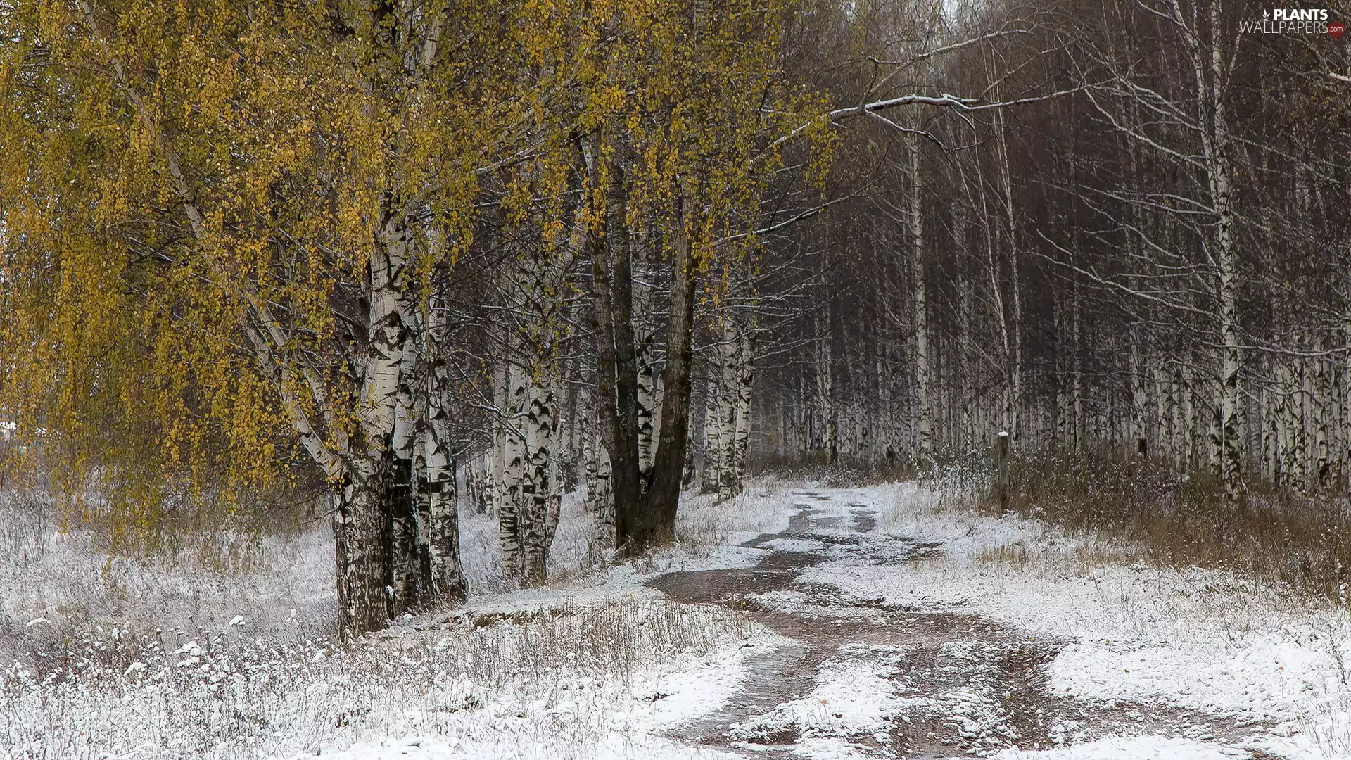 birch, Path, trees, viewes, forest