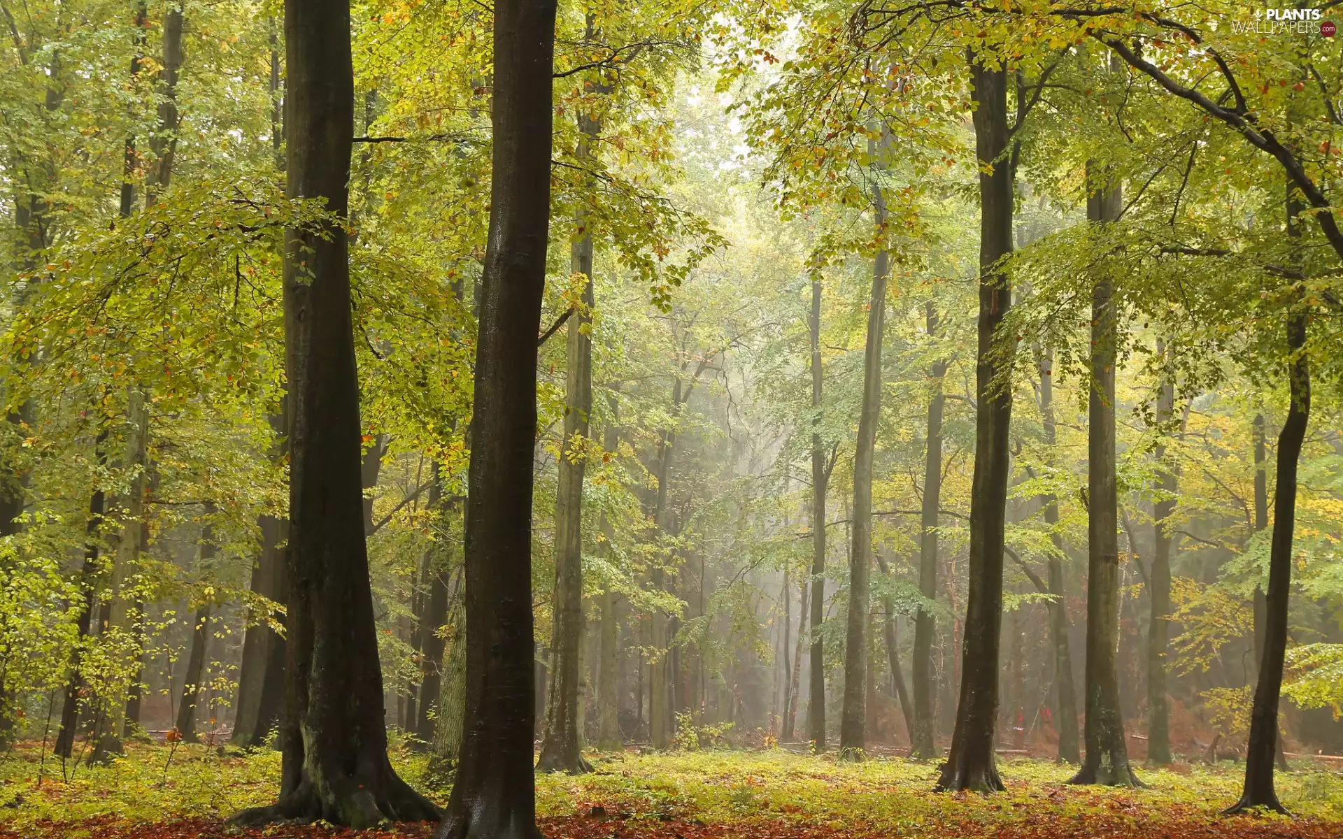 Fog, Path, trees, viewes, forest