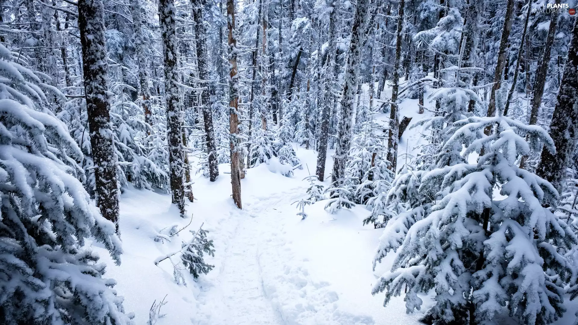 winter, Path, trees, viewes, forest
