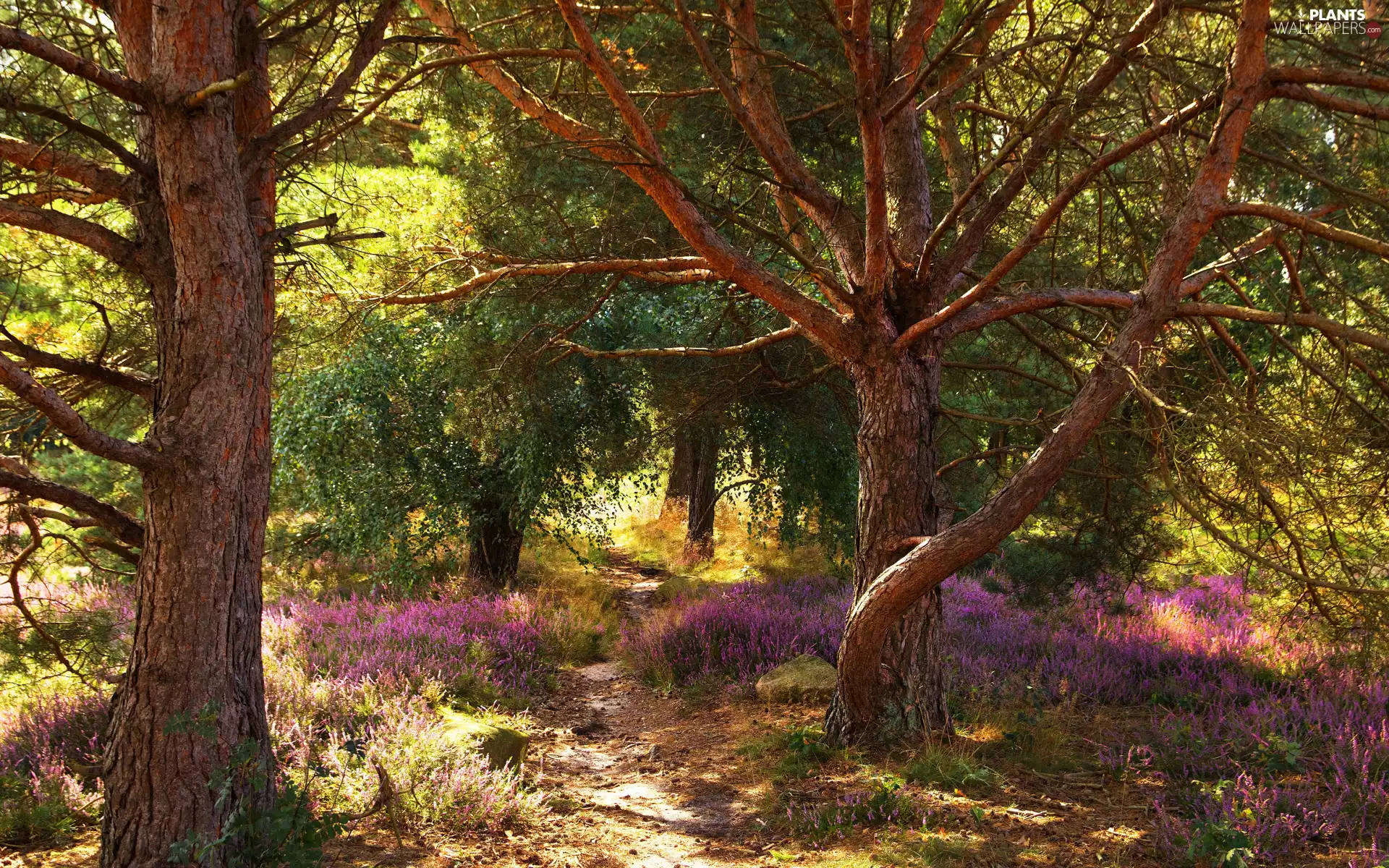 viewes, summer, heathers, Path, Flowers, trees