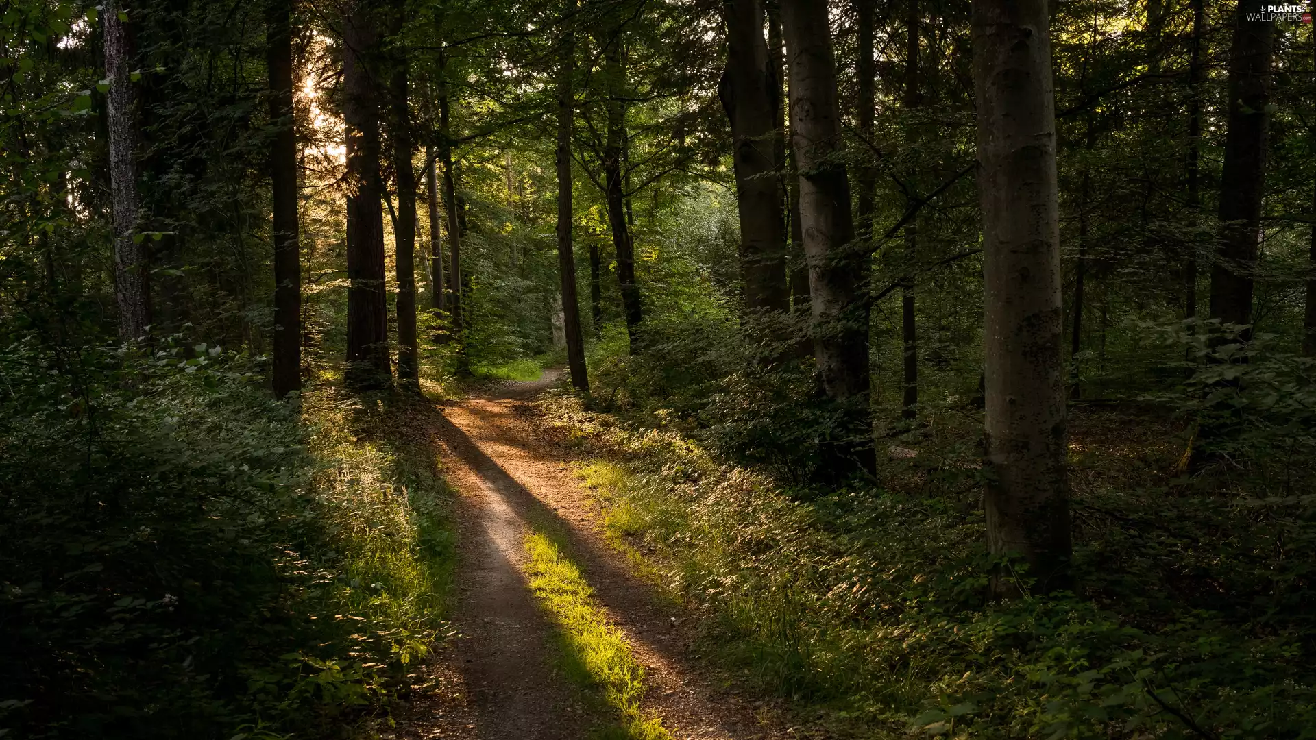 viewes, forest, illuminated, Path, Path, trees