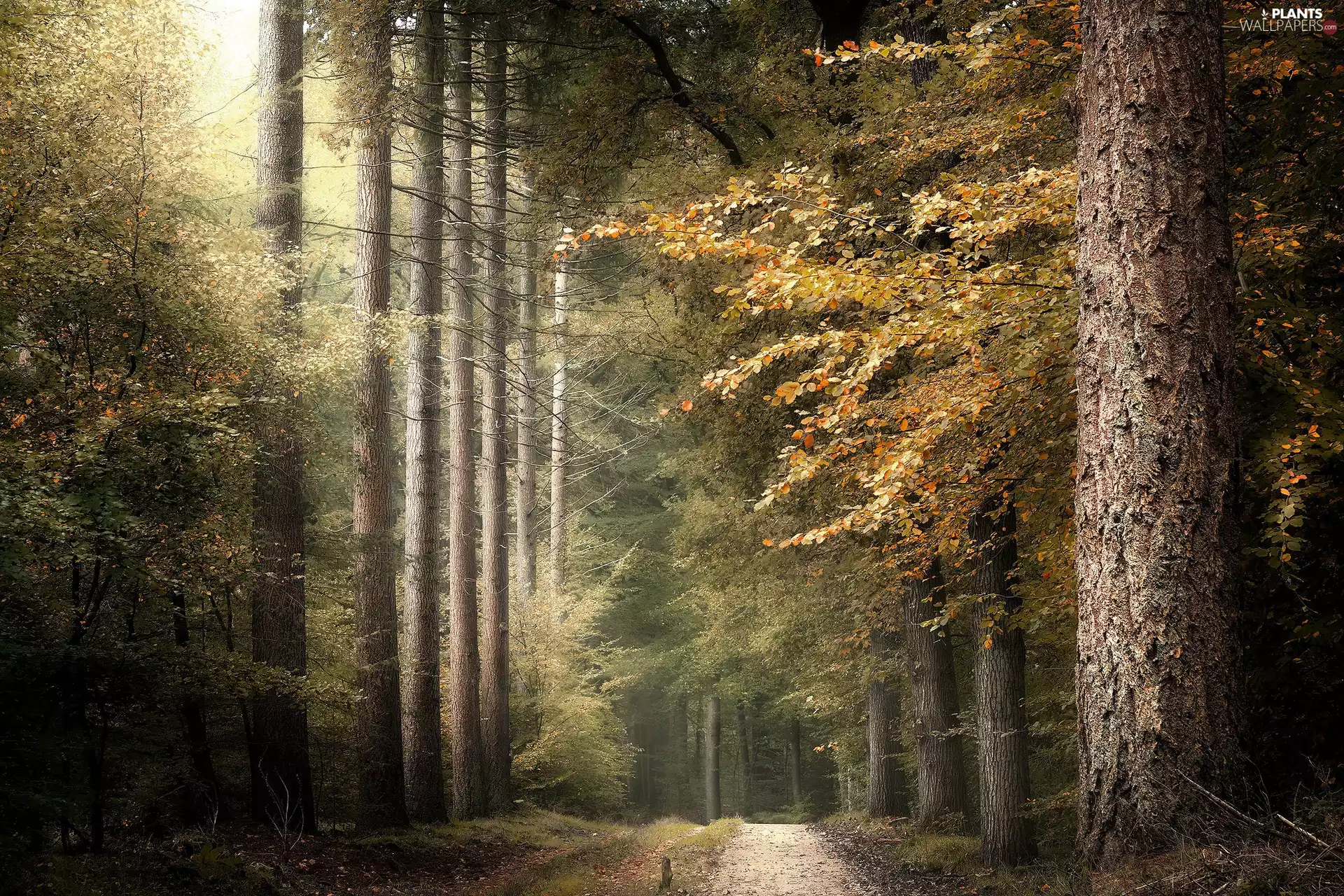 viewes, forest, Leaf, Path, Stems, trees