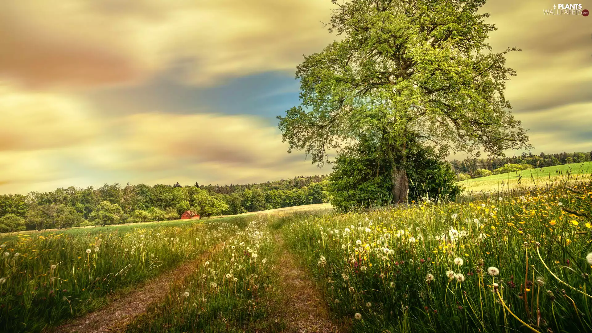 dandelions, Path, trees, viewes, Meadow