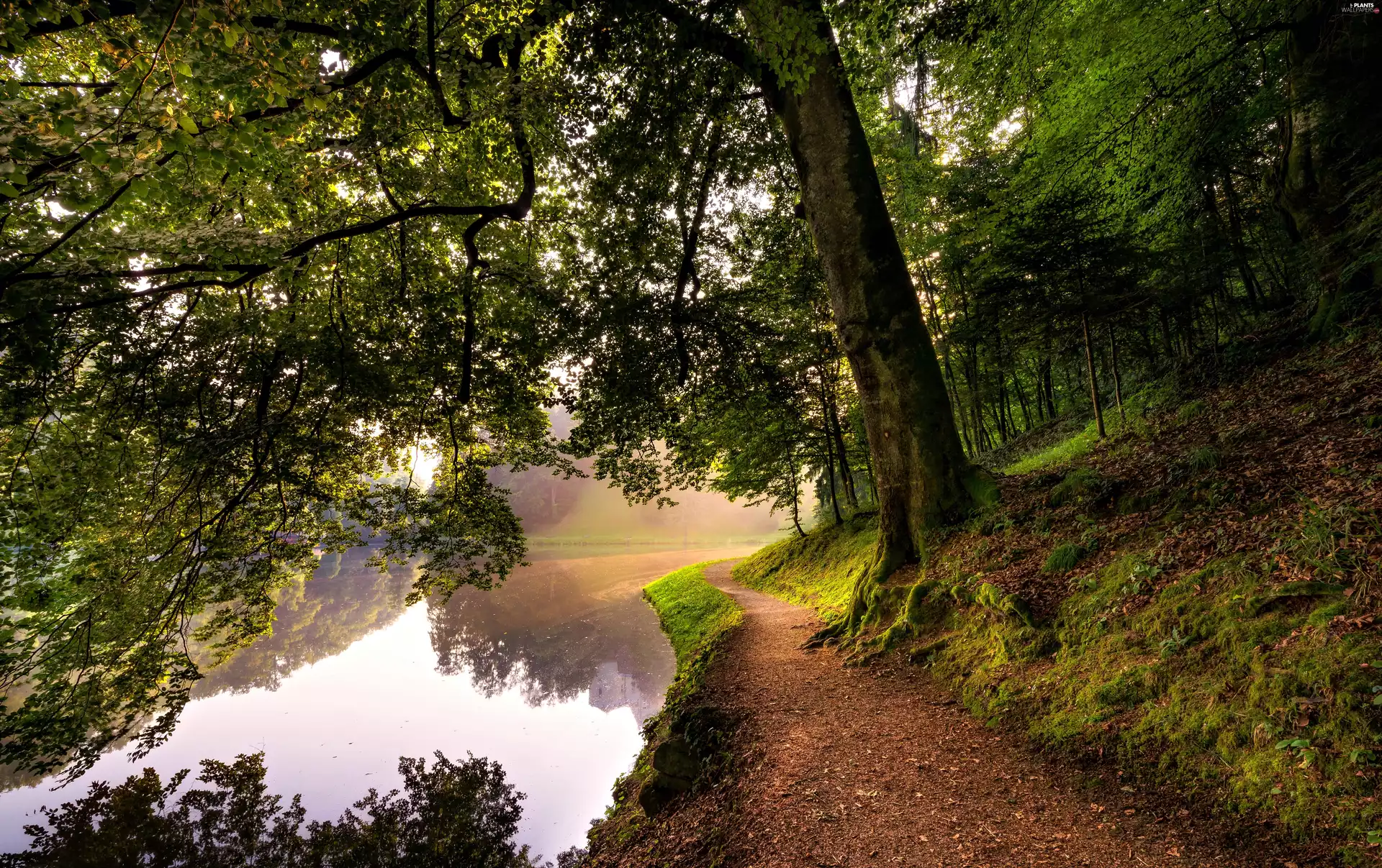 trees, River, morning, Path