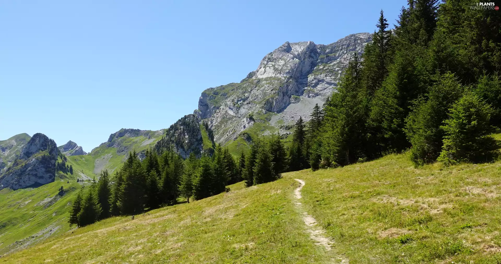 forest, Path, trees, viewes, Mountains