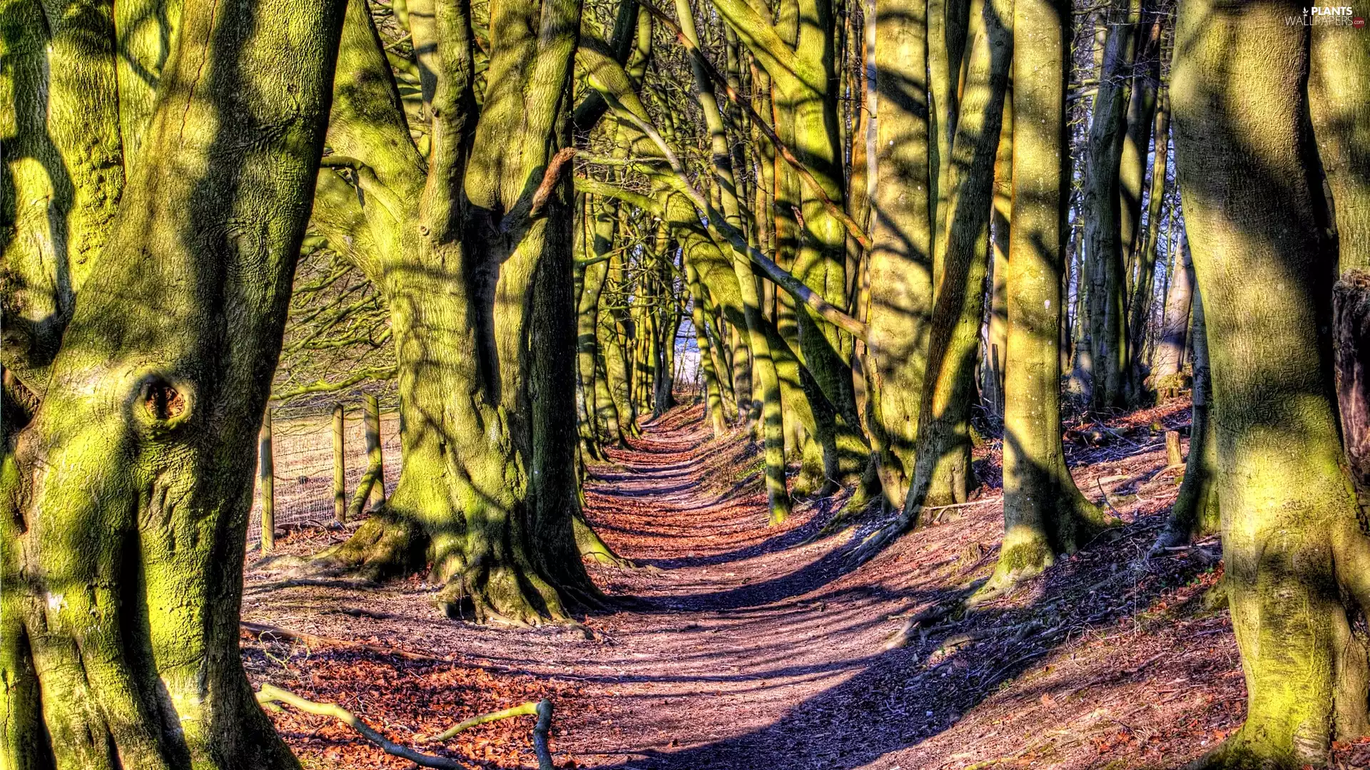 alley, Path, trees, viewes, old