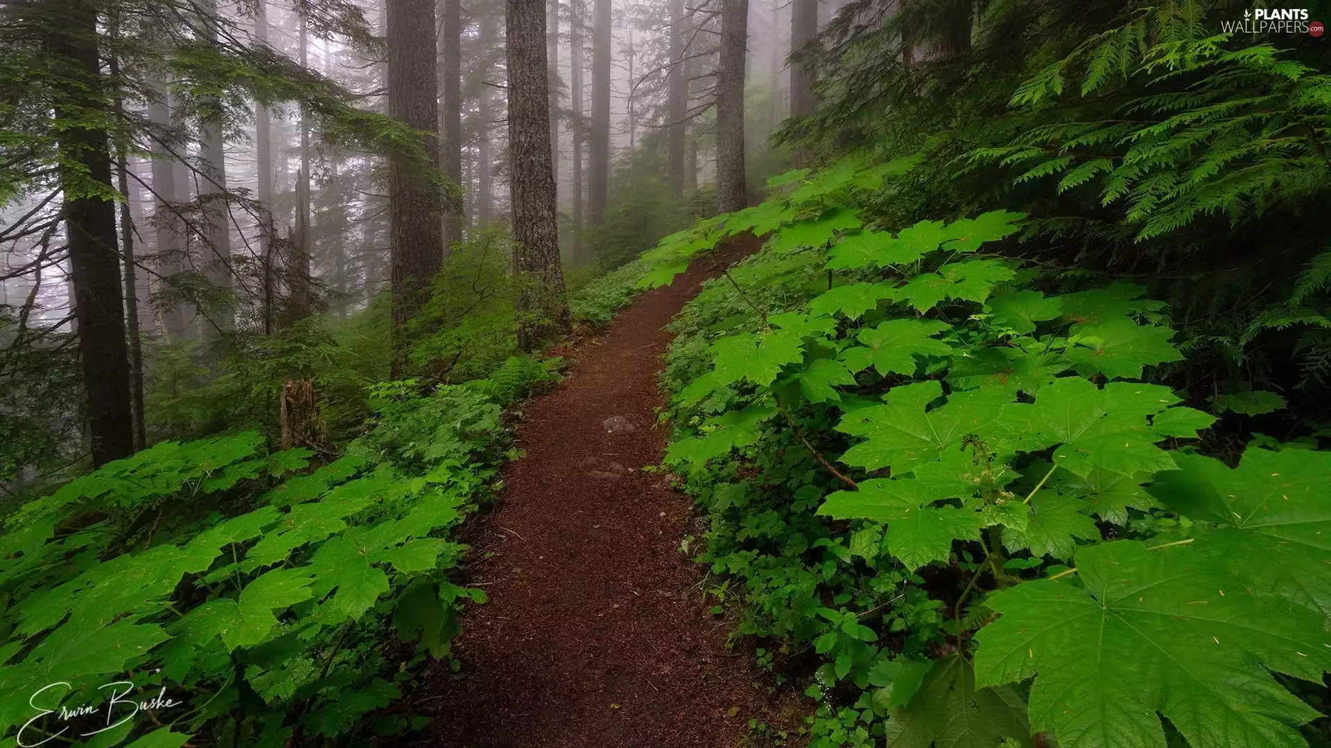 green ones, trees, Fog, viewes, forest, Leaf, Path