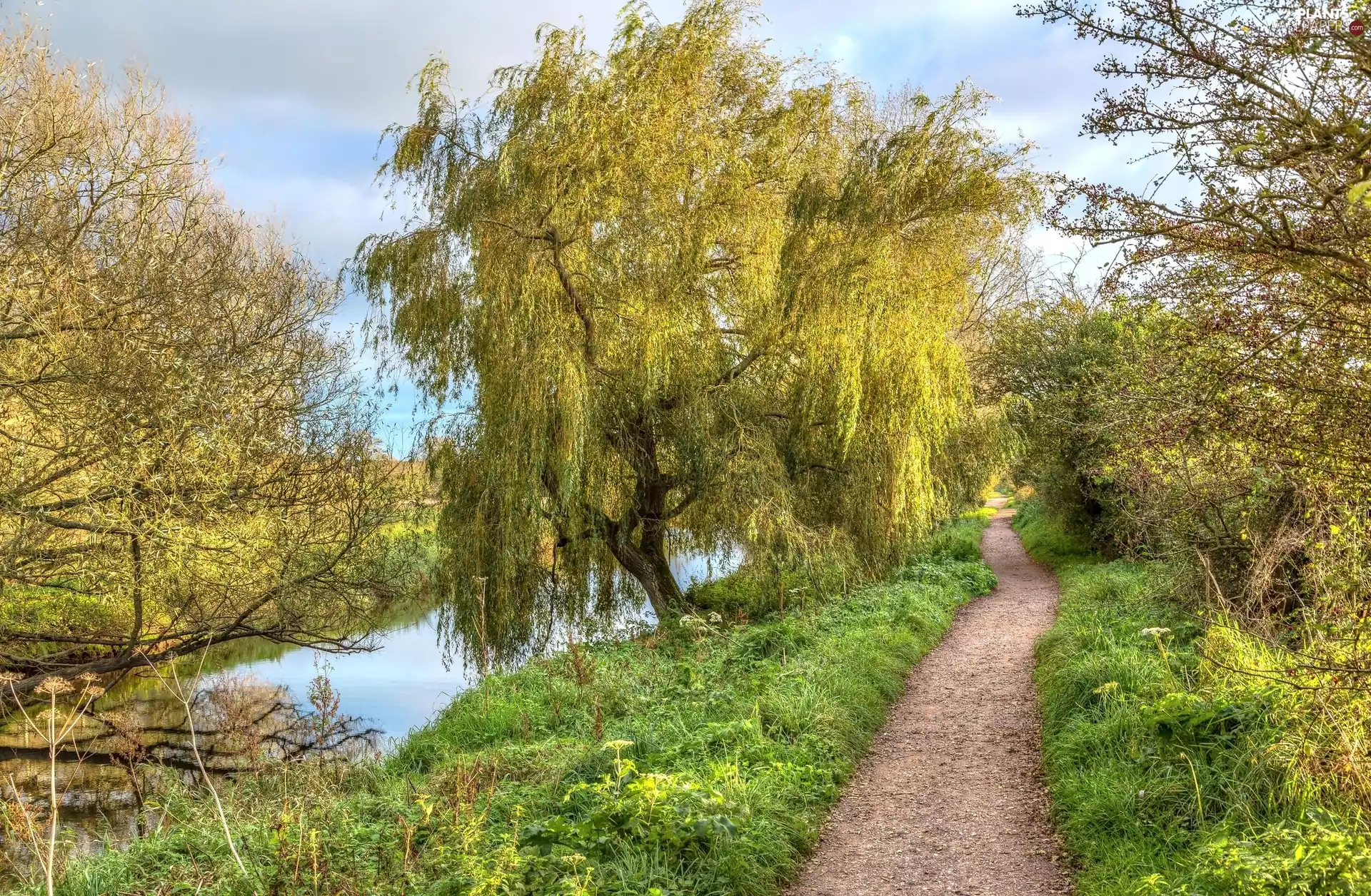 Willow, Path, trees, viewes, River