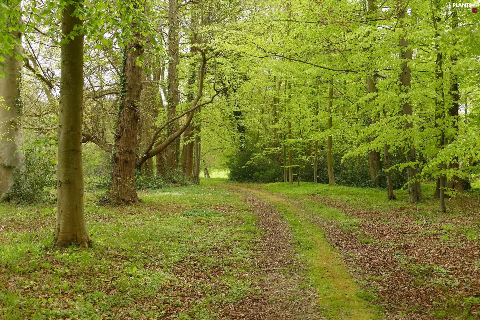 forest, Path, trees, viewes, Spring