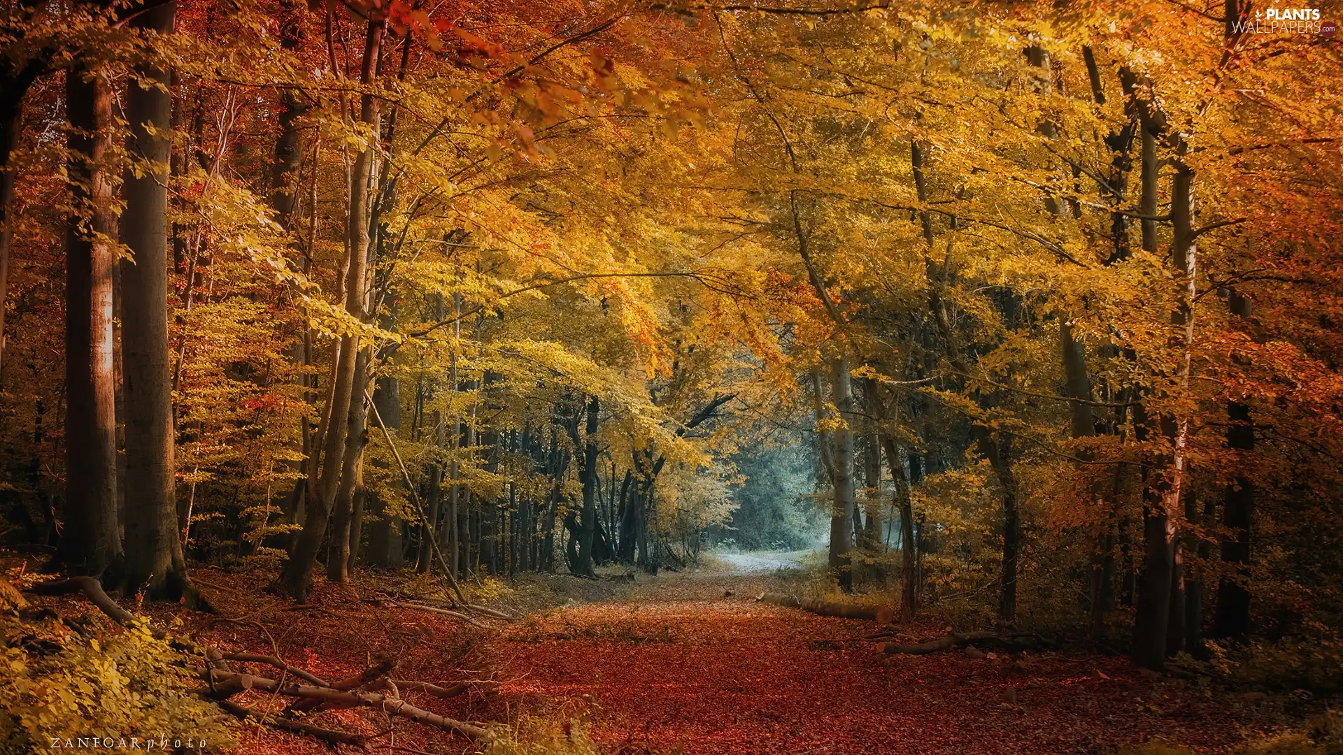 viewes, autumn, Way, Path, forest, trees