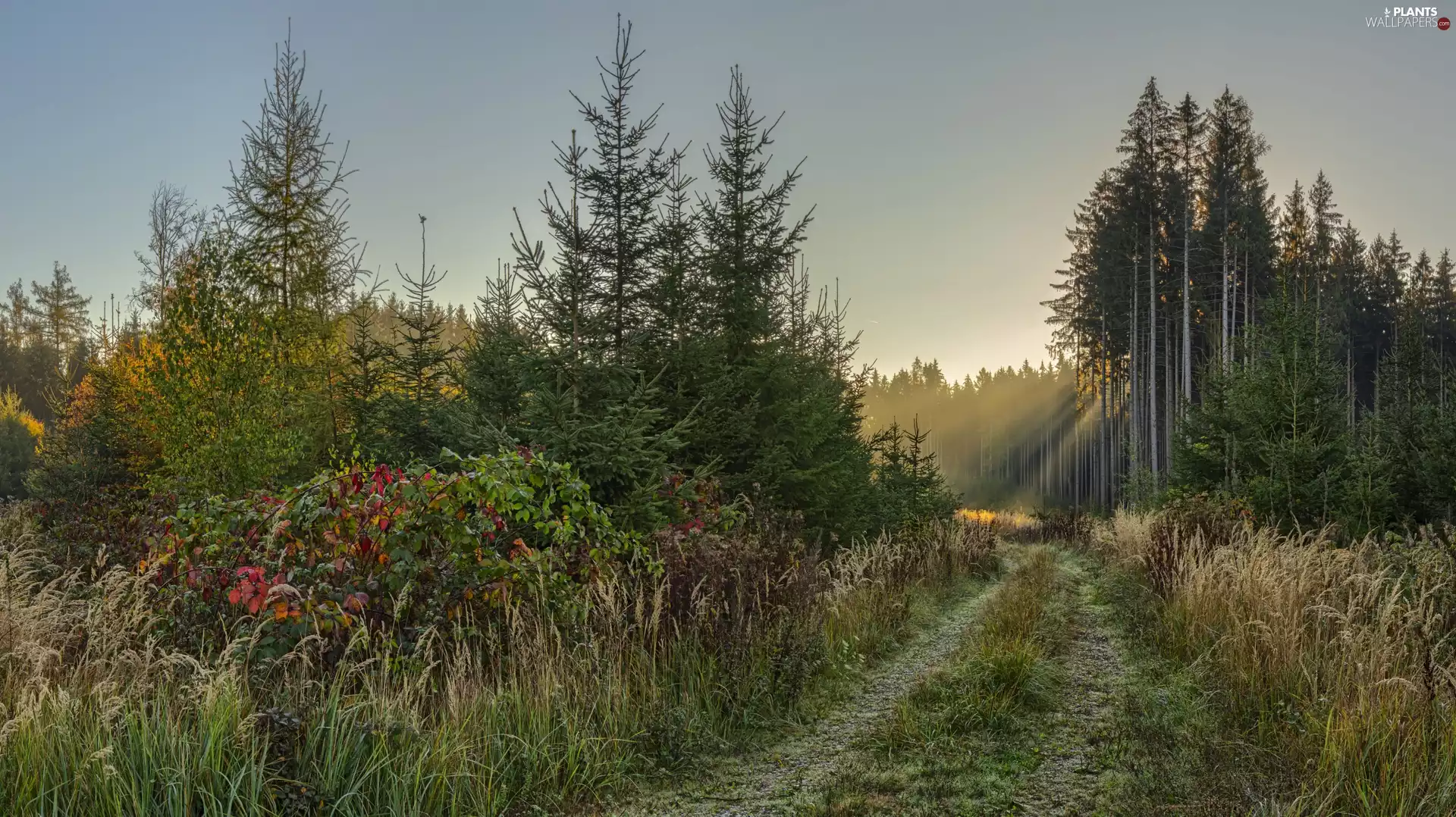 grass, Way, trees, Path, forest, Bush, viewes