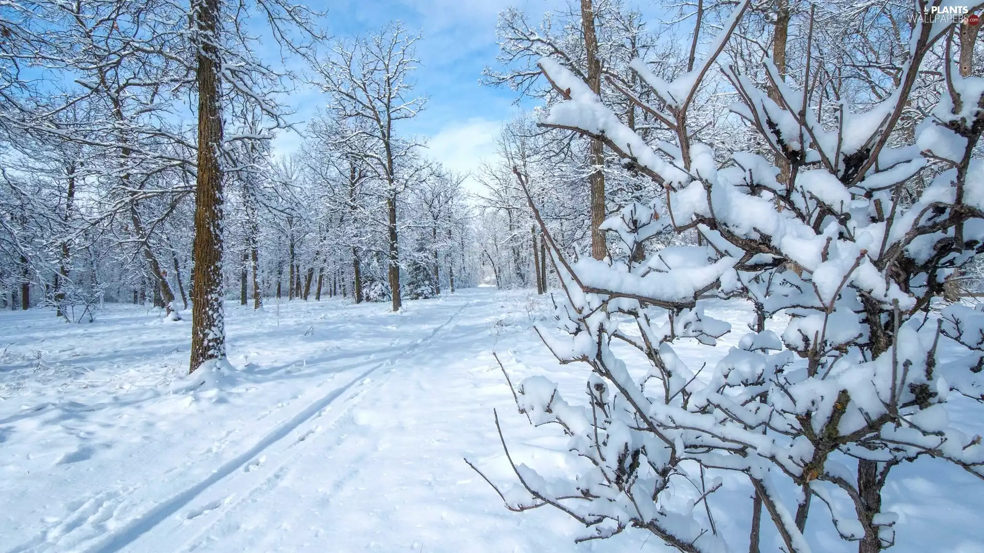 snow, Path, trees, viewes, winter