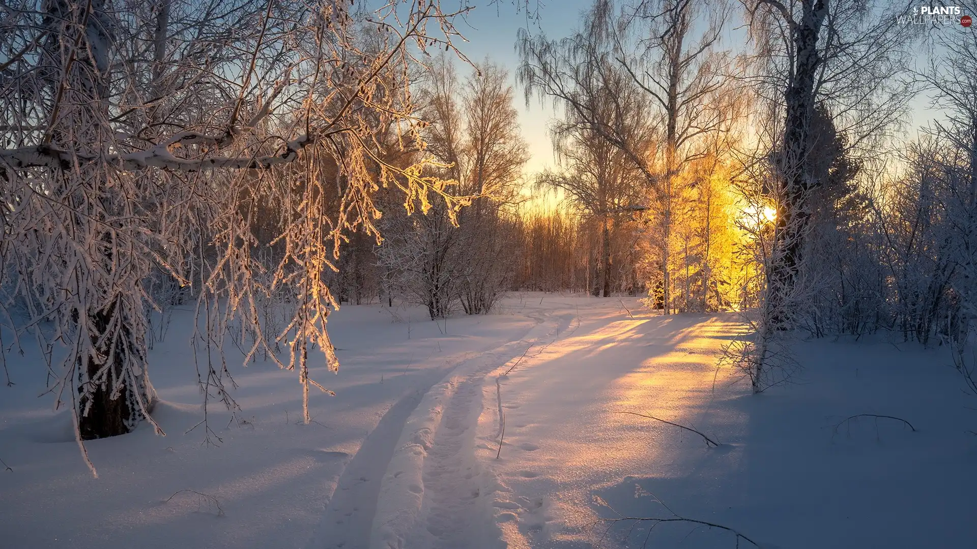 trees, viewes, Twigs, snow, icy, forest, winter, Path